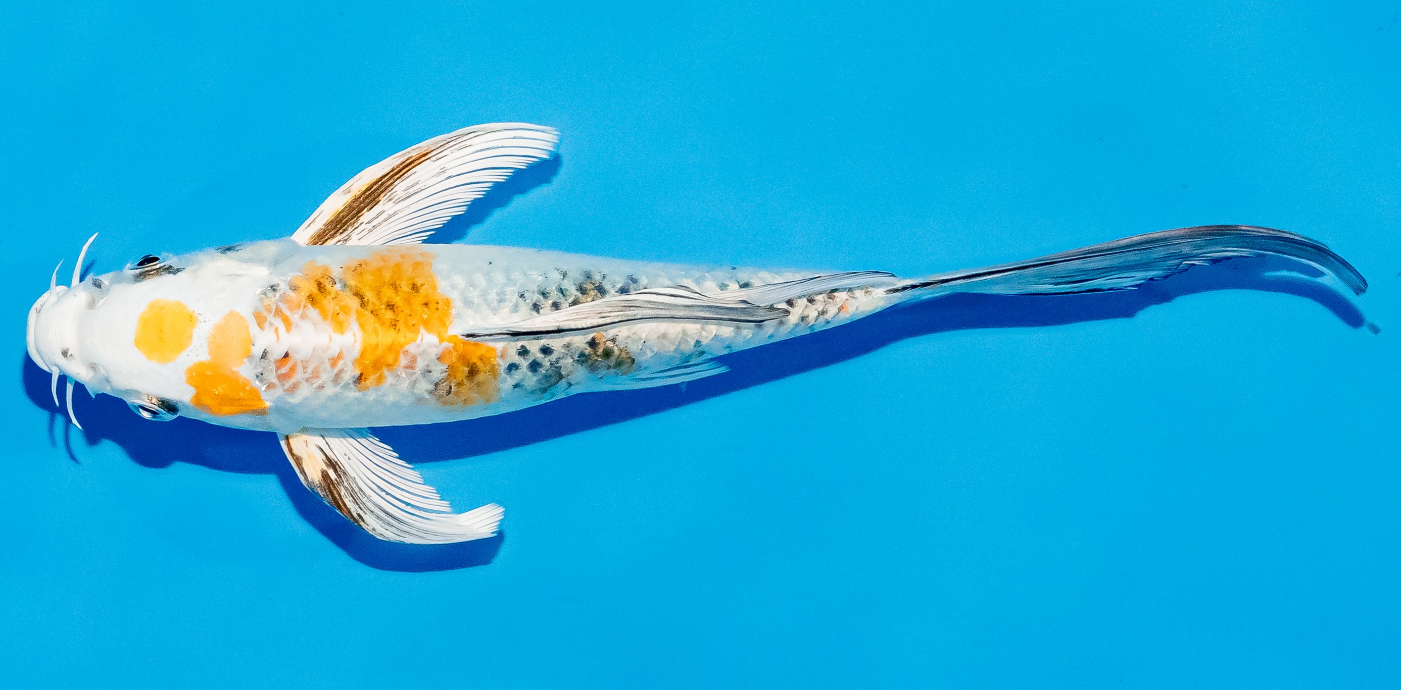 Butterfly Koi 20-25cm Nr. 8553