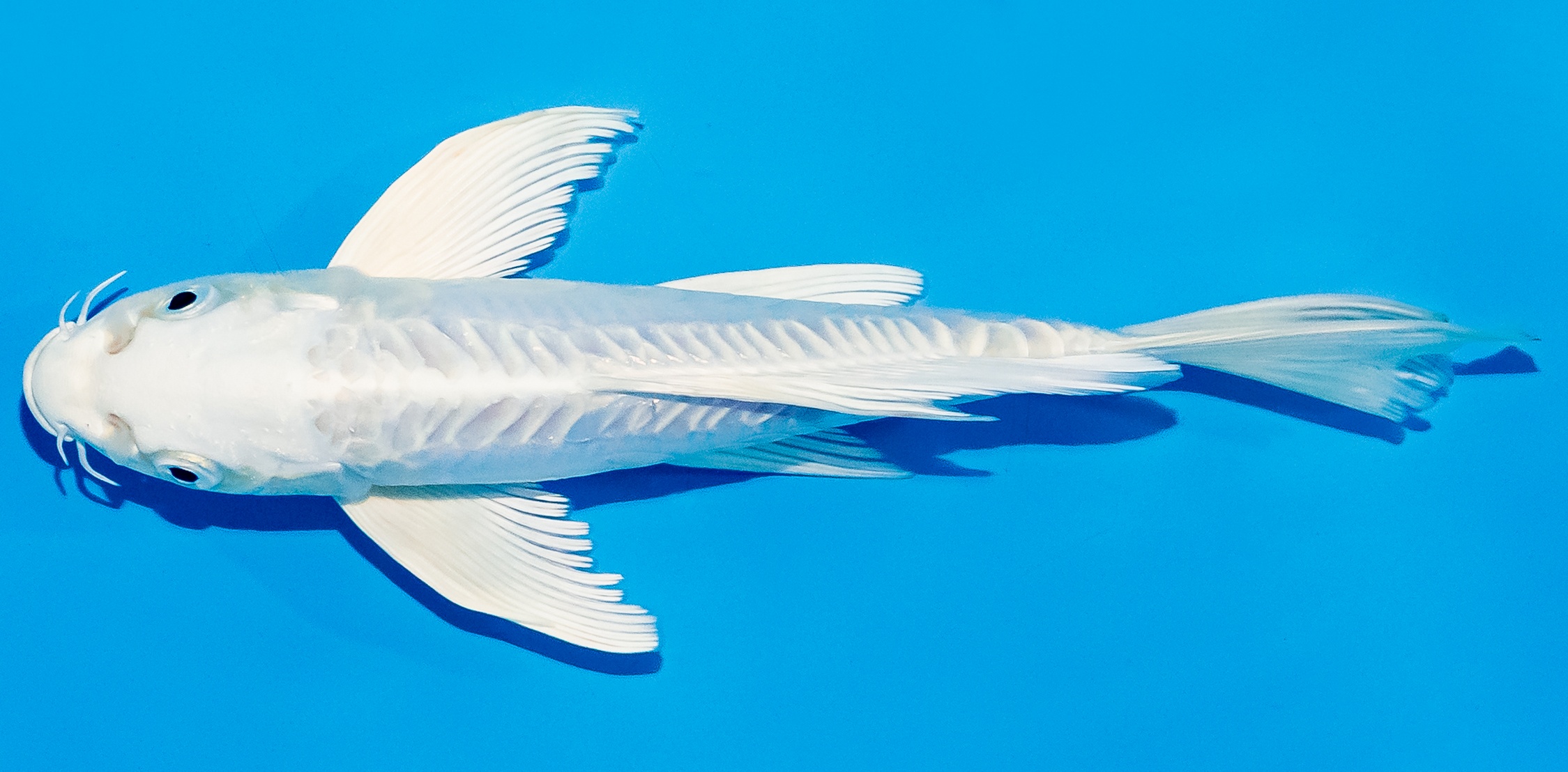 Butterfly Koi 20-25cm Nr. 5476