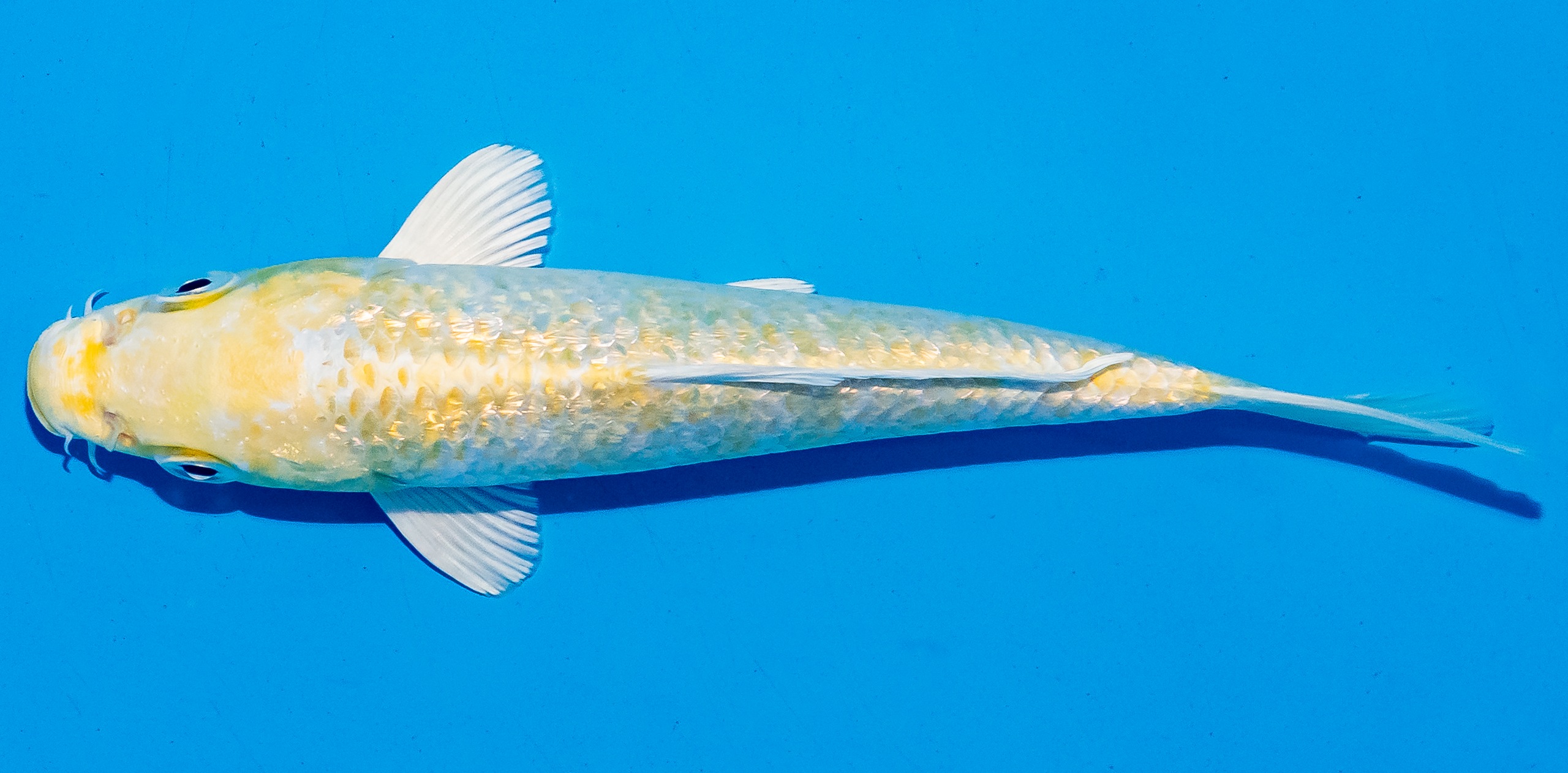 Koi 14-17cm Nr. 6153