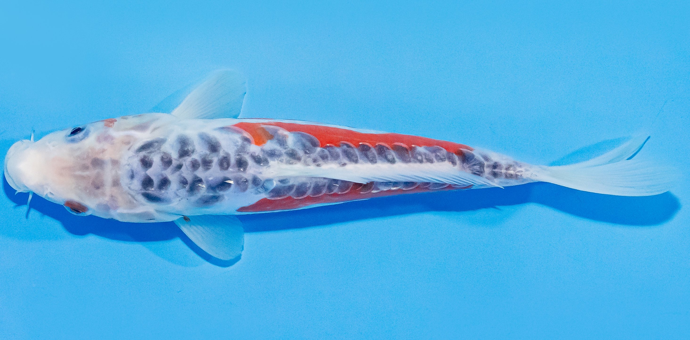 Koi 20-25cm Nr. 1864
