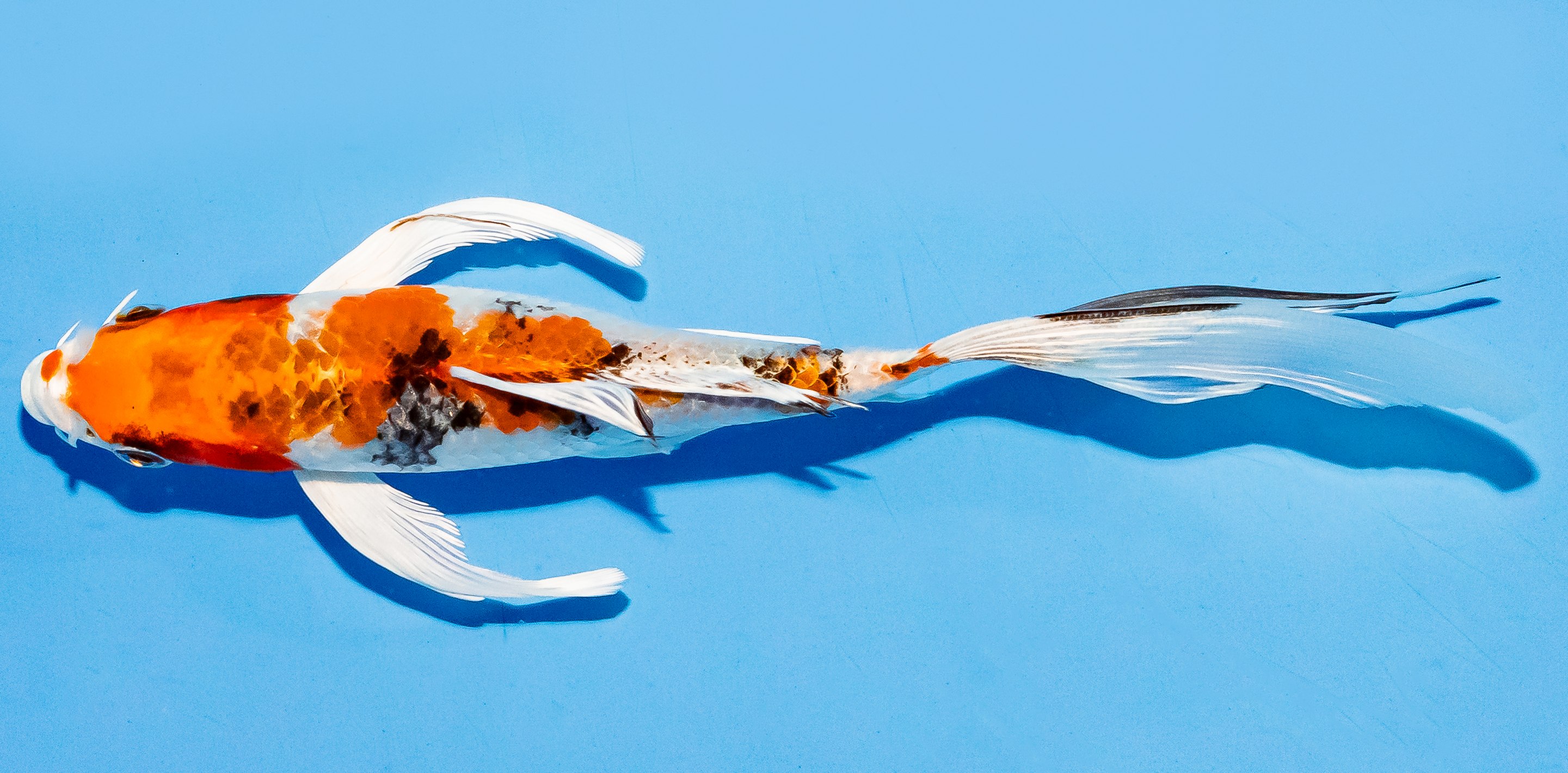 Butterfly Koi 17-20cm Nr. 5949