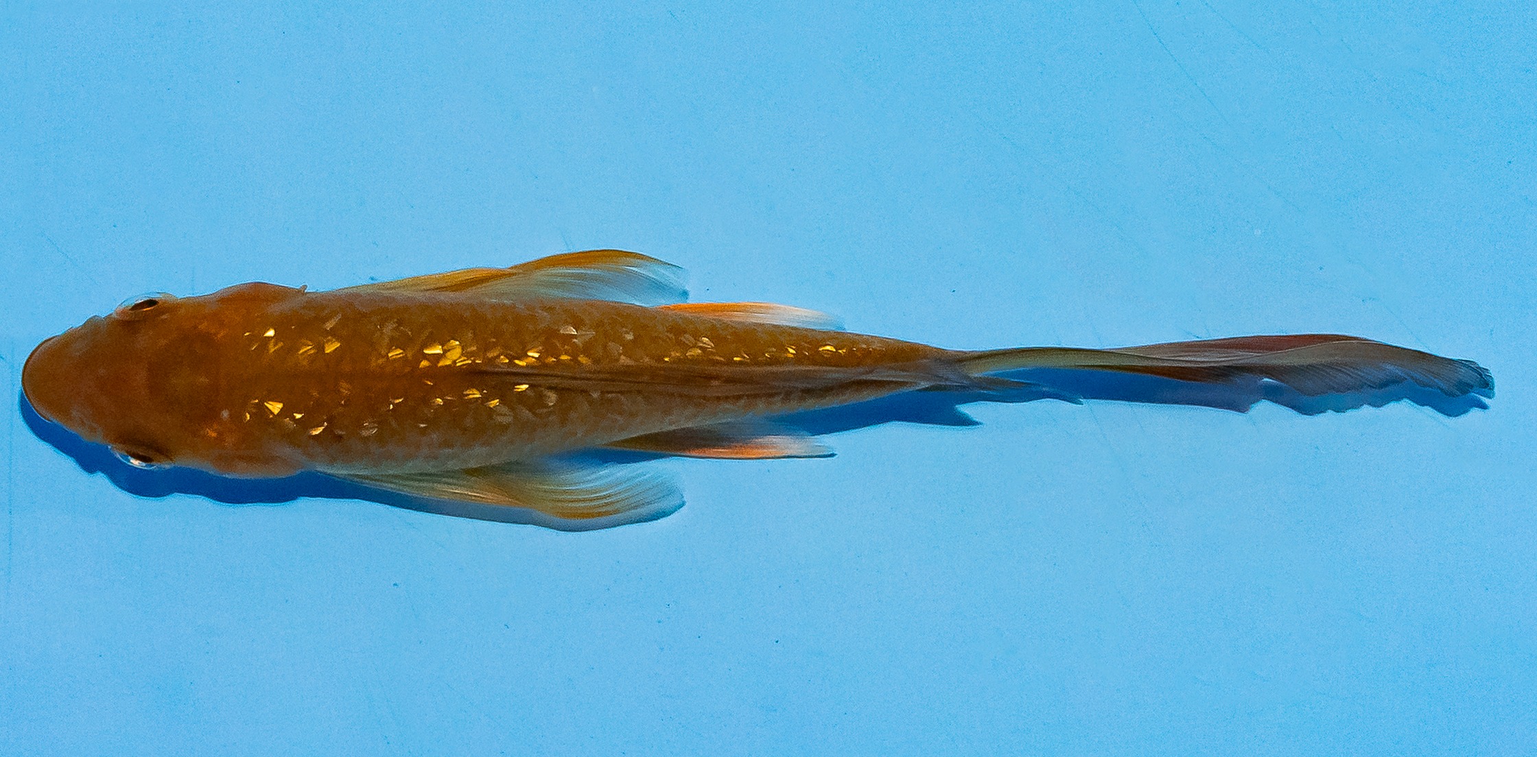 Butterfly Koi 14-17cm Nr. 5719