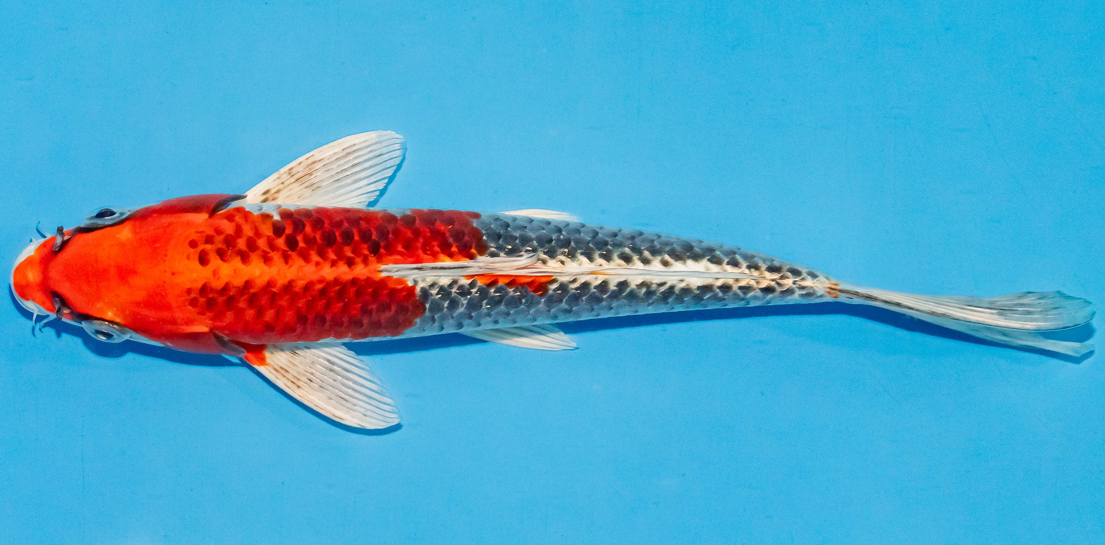 Koi 25-30cm Nr. 4228