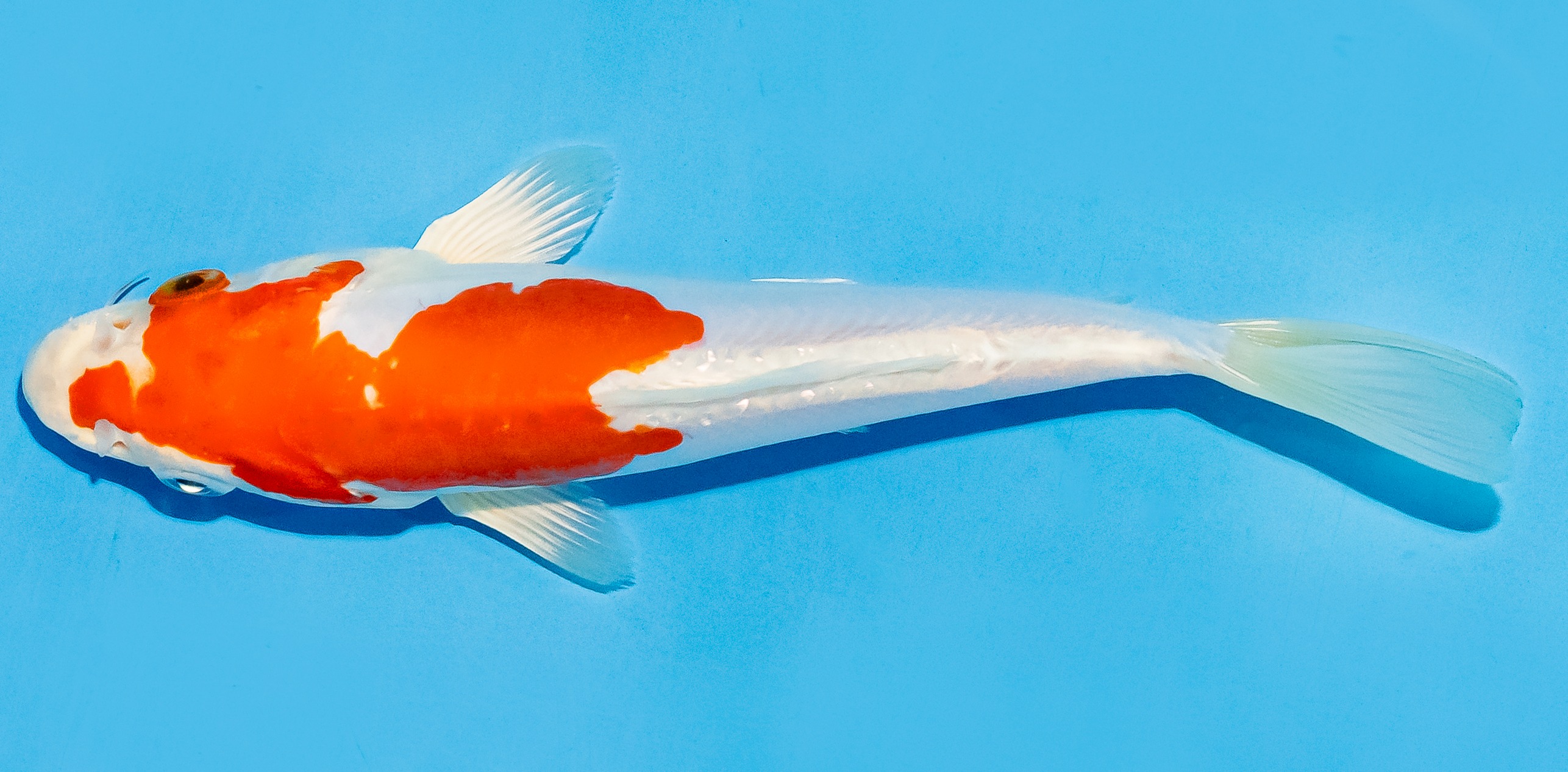 Koi 17-20cm Nr. 7268