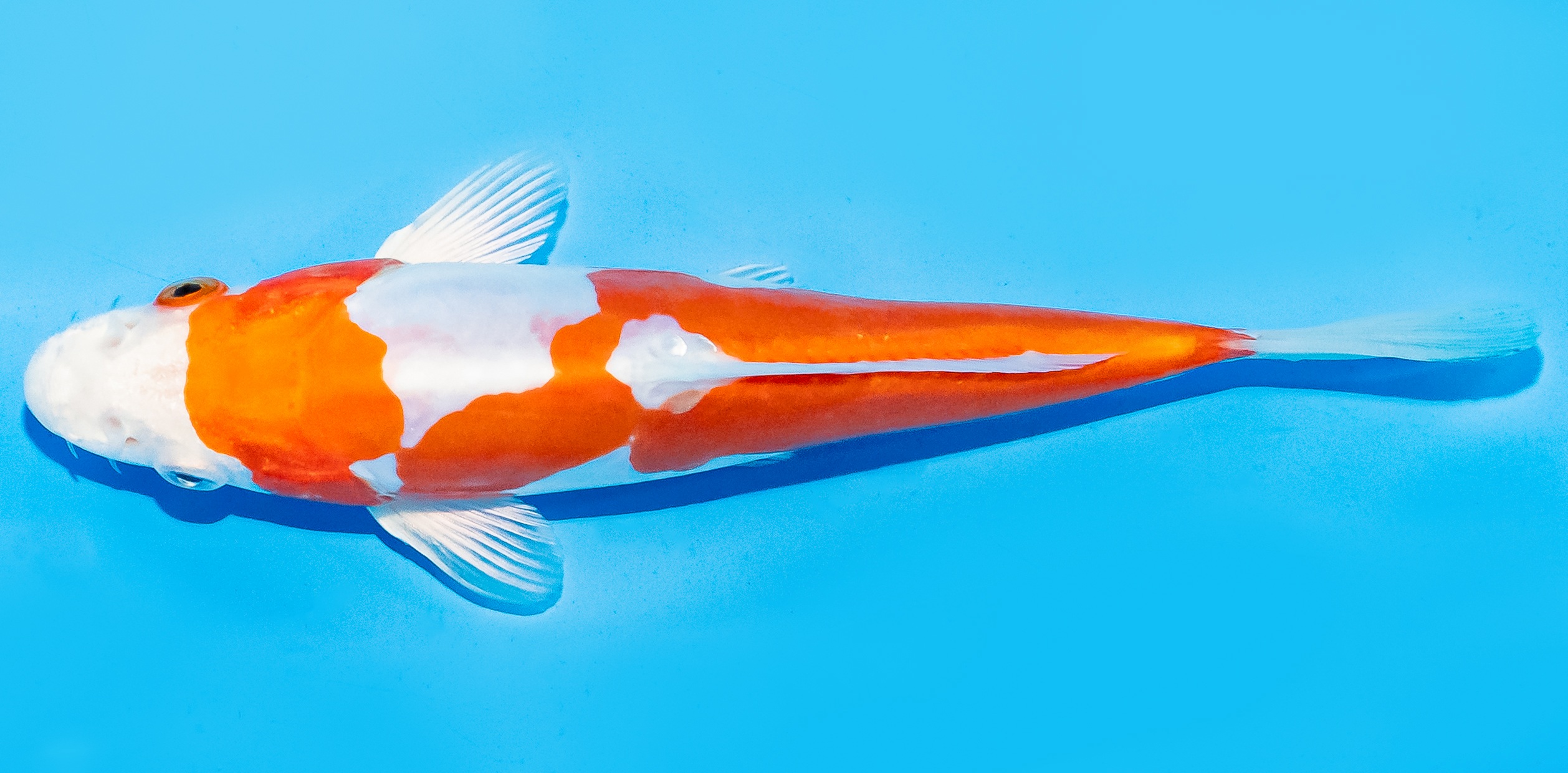 Koi 17-20cm Nr. 6574