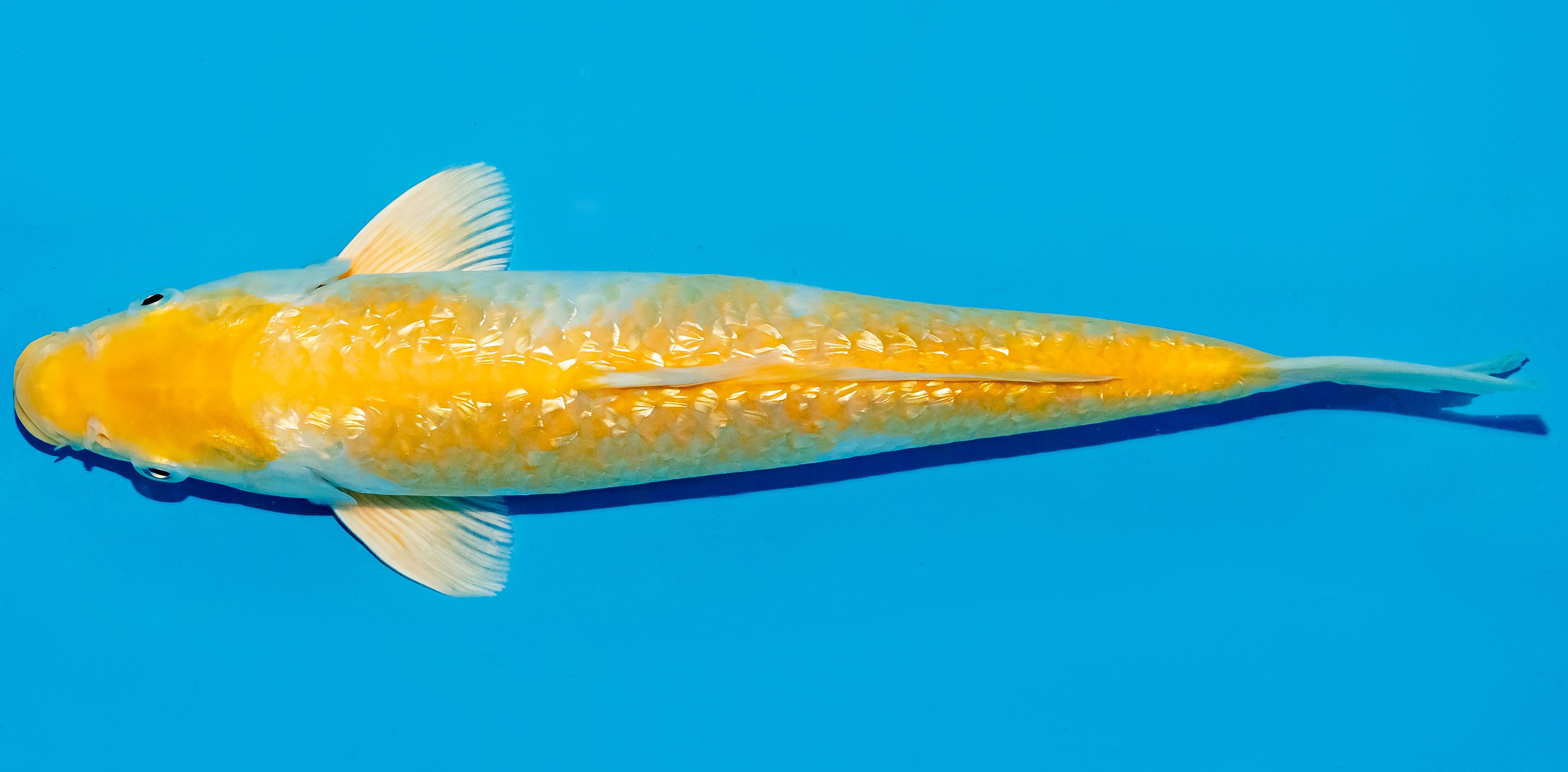 Koi 30-35cm Nr. 5112