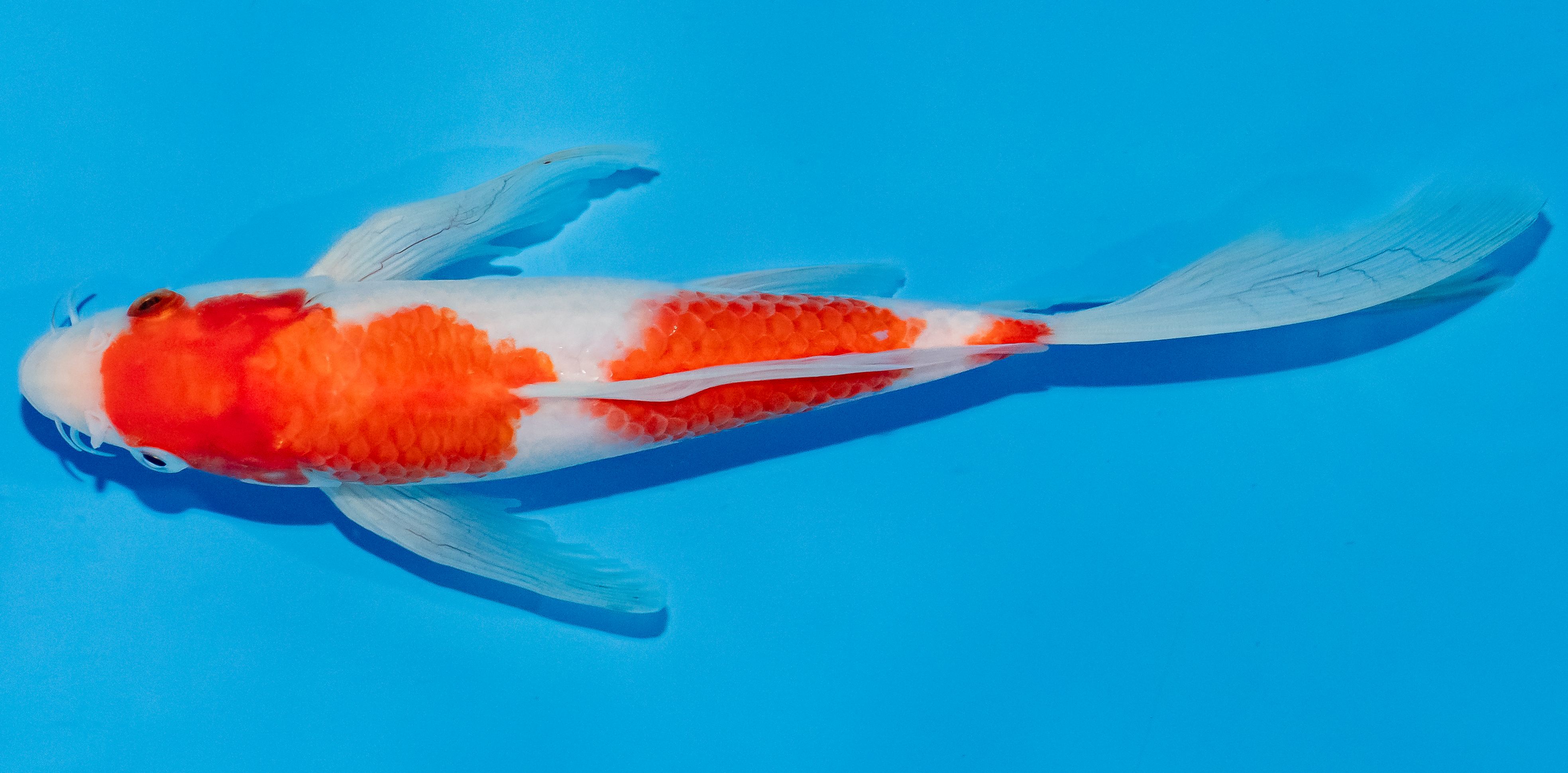 Butterfly Koi 25-30cm Nr. 2341
