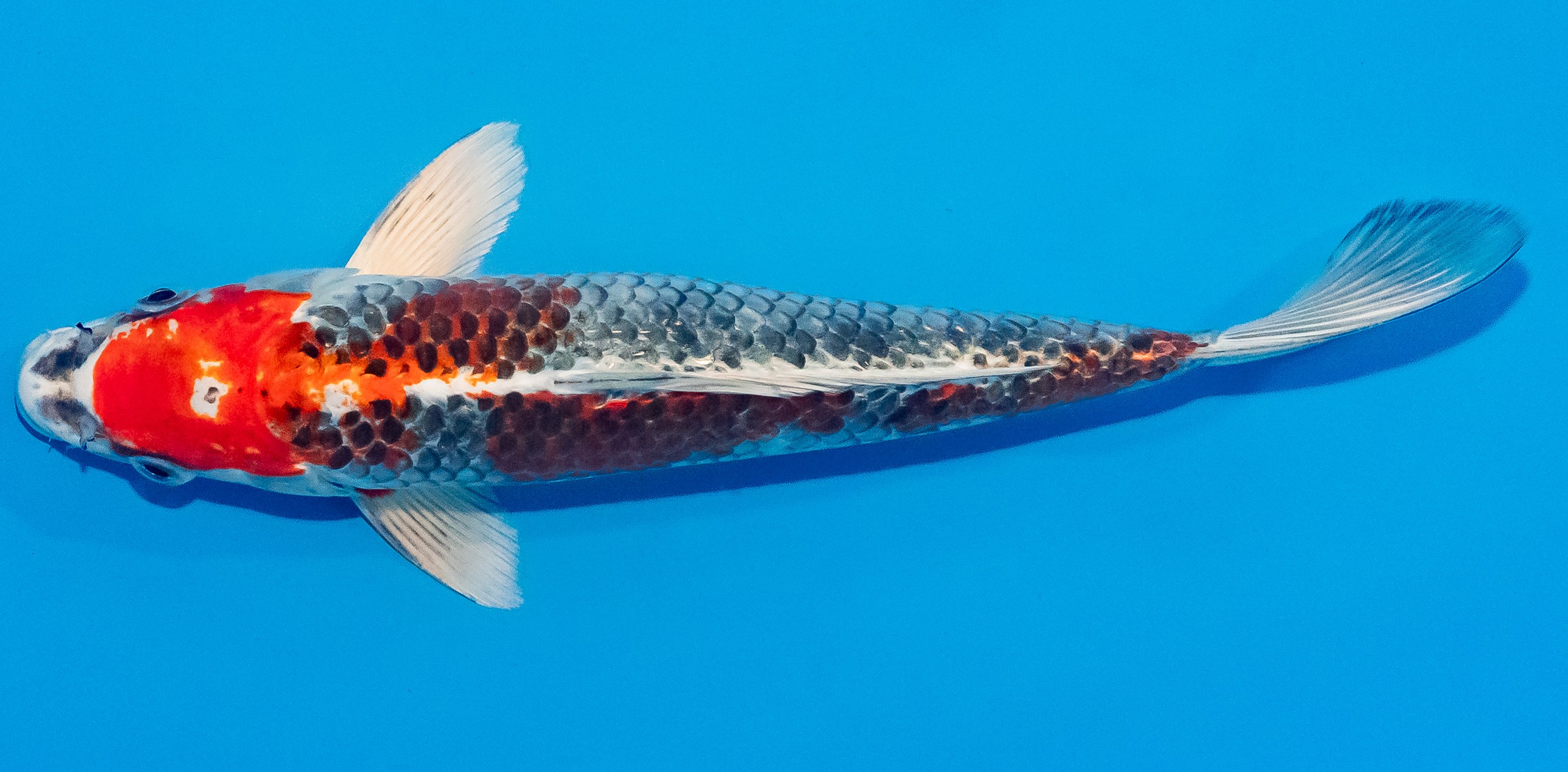 Koi 25-30cm Nr. 1526