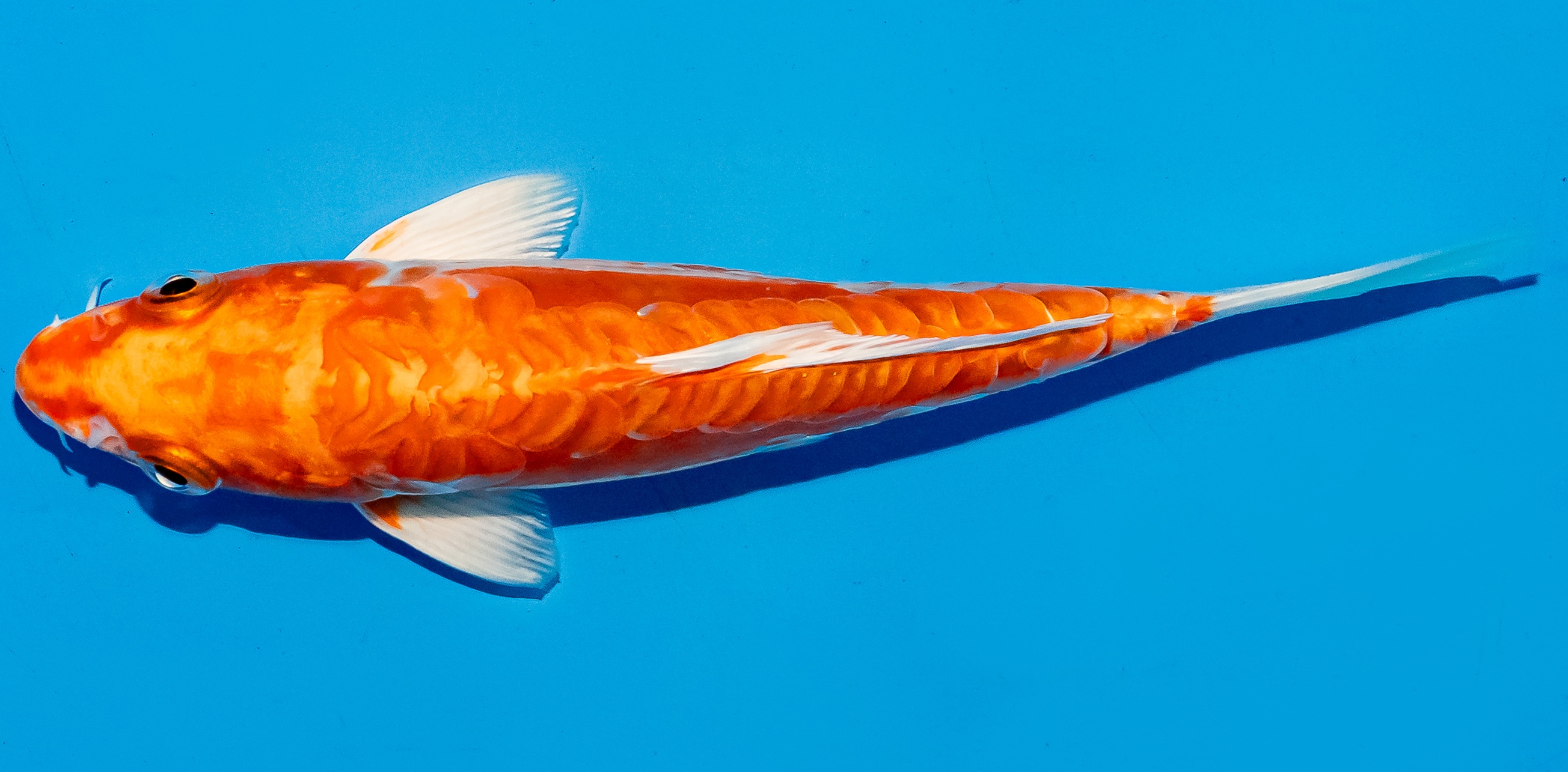 Koi 14-17cm Nr. 6133