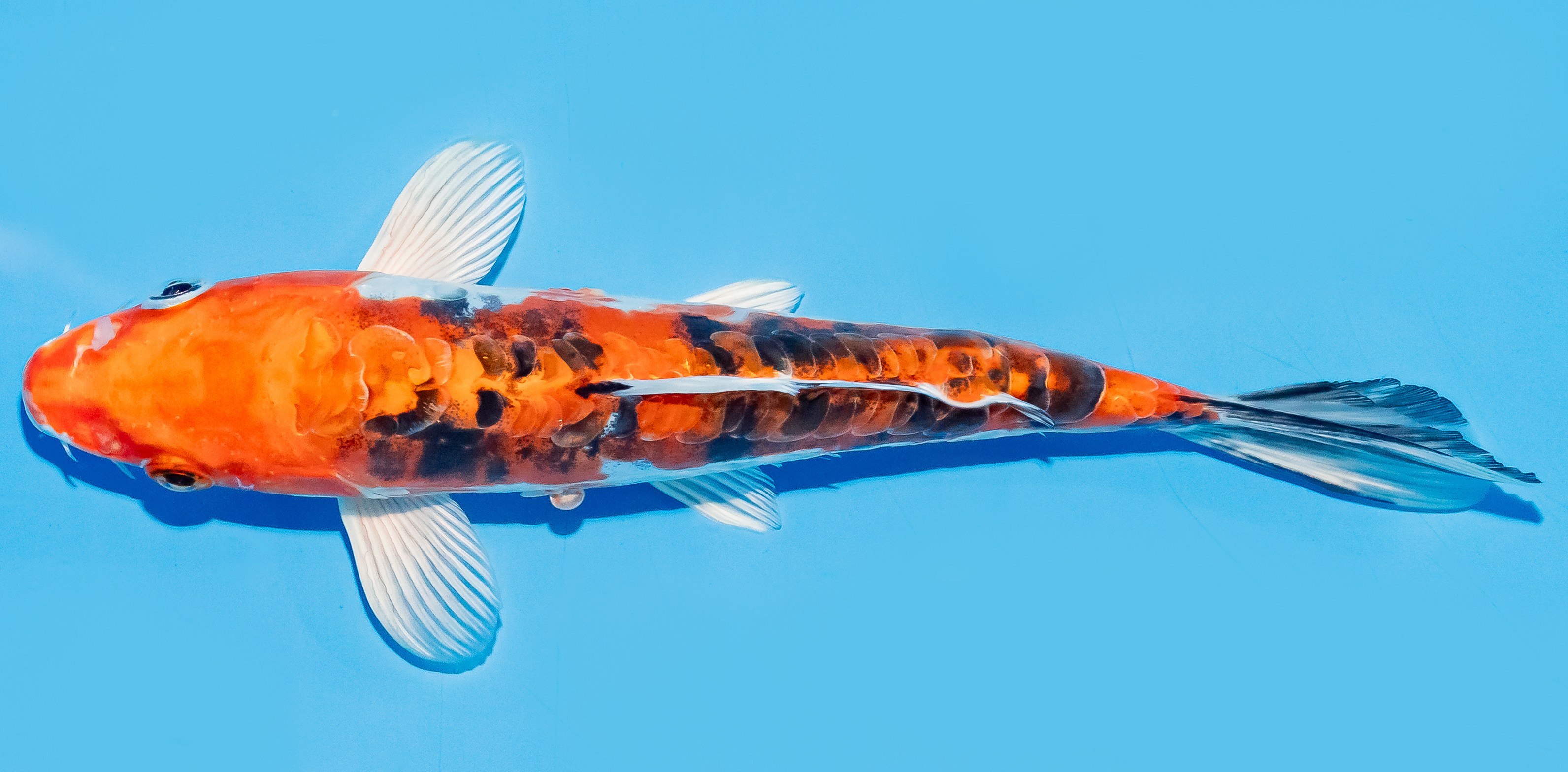 Koi 20-25cm Nr. 6665