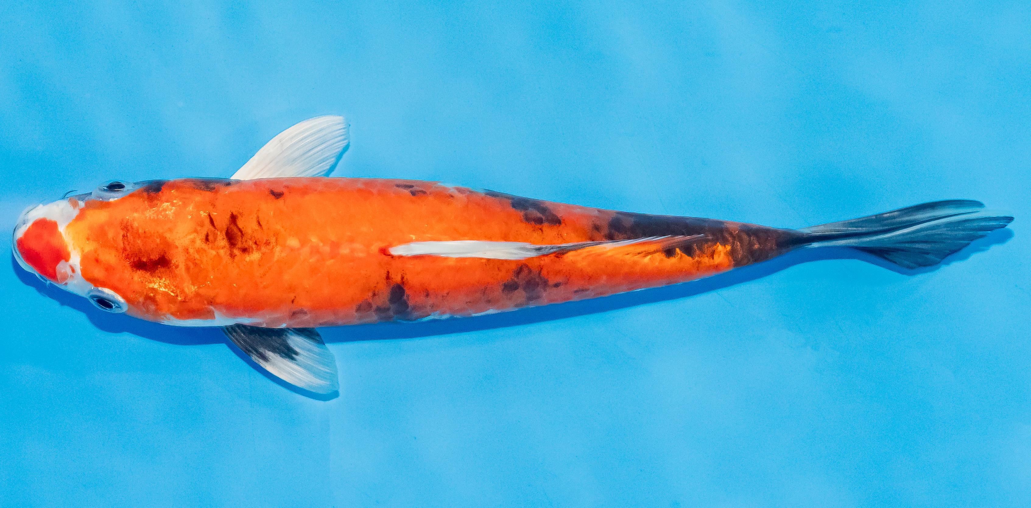 Koi 20-25cm Nr. 3542