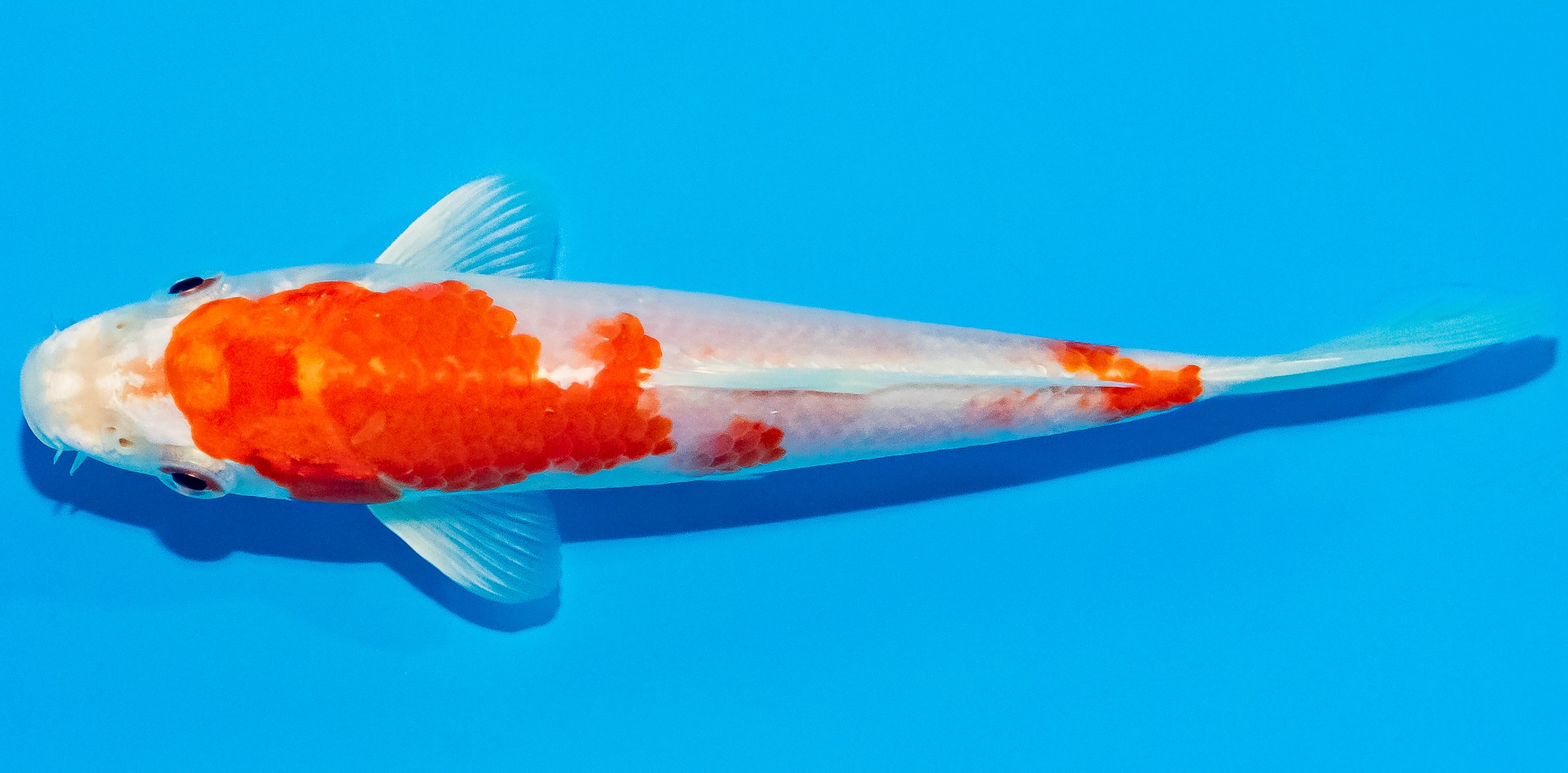 Koi 14-17cm Nr. 2733