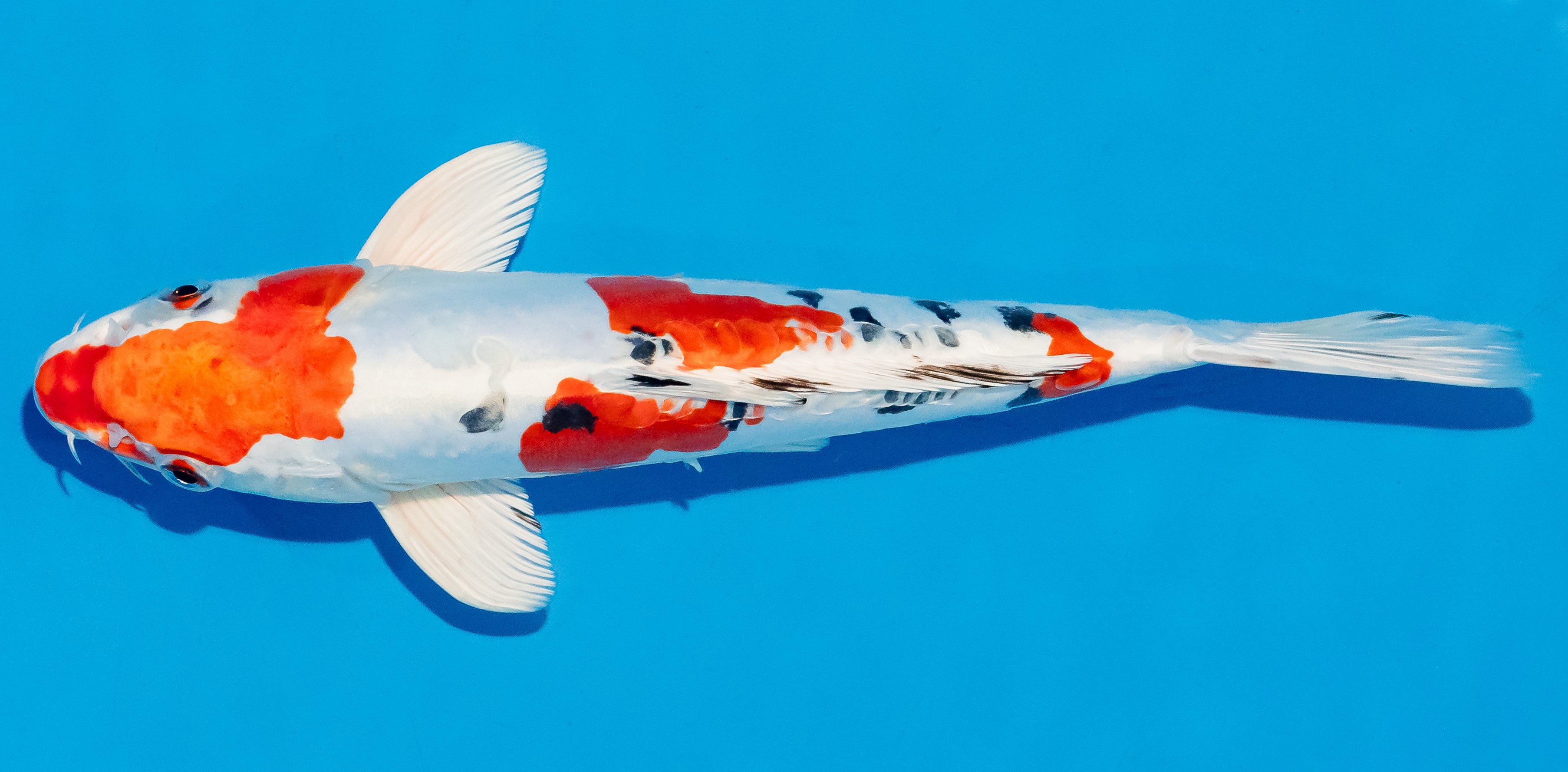Koi 25-30cm Nr. 7919