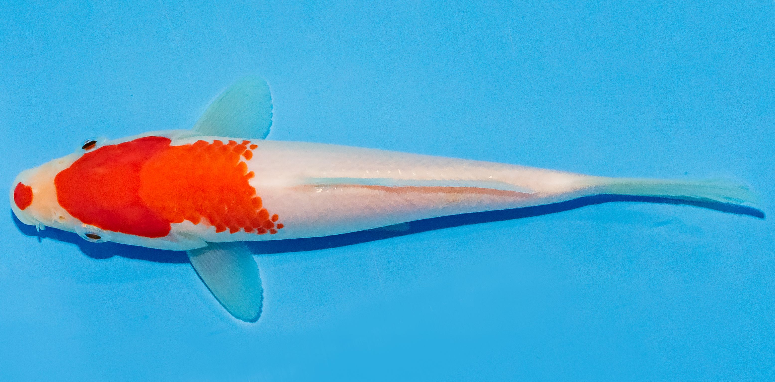 Koi 14-17cm Nr. 2711