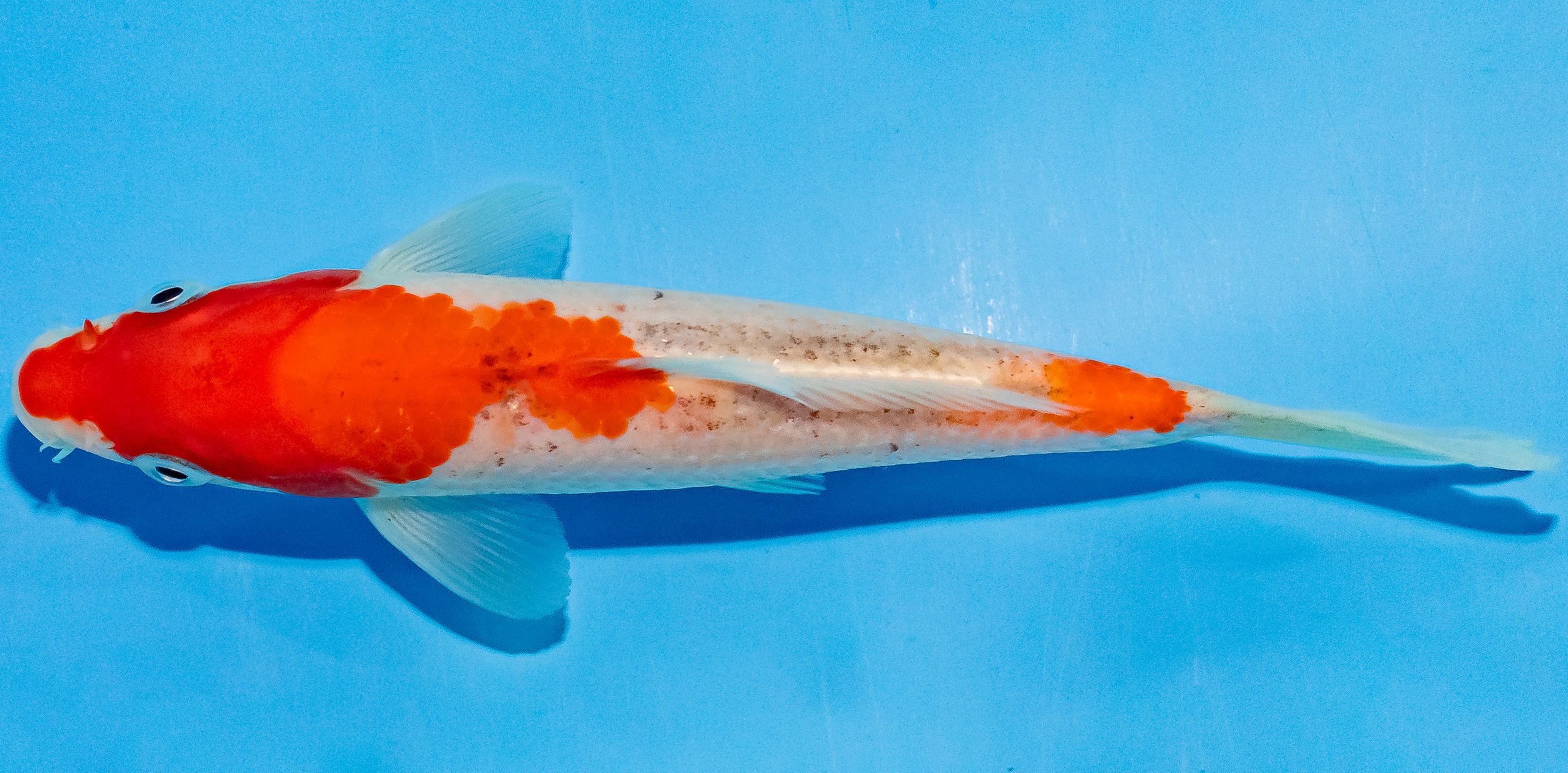 Koi 14-17cm Nr. 2720