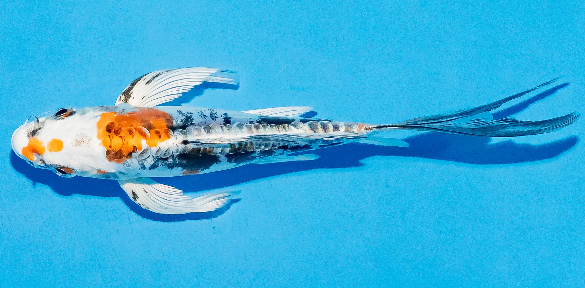 Butterfly Koi 14-17cm Nr. 5722