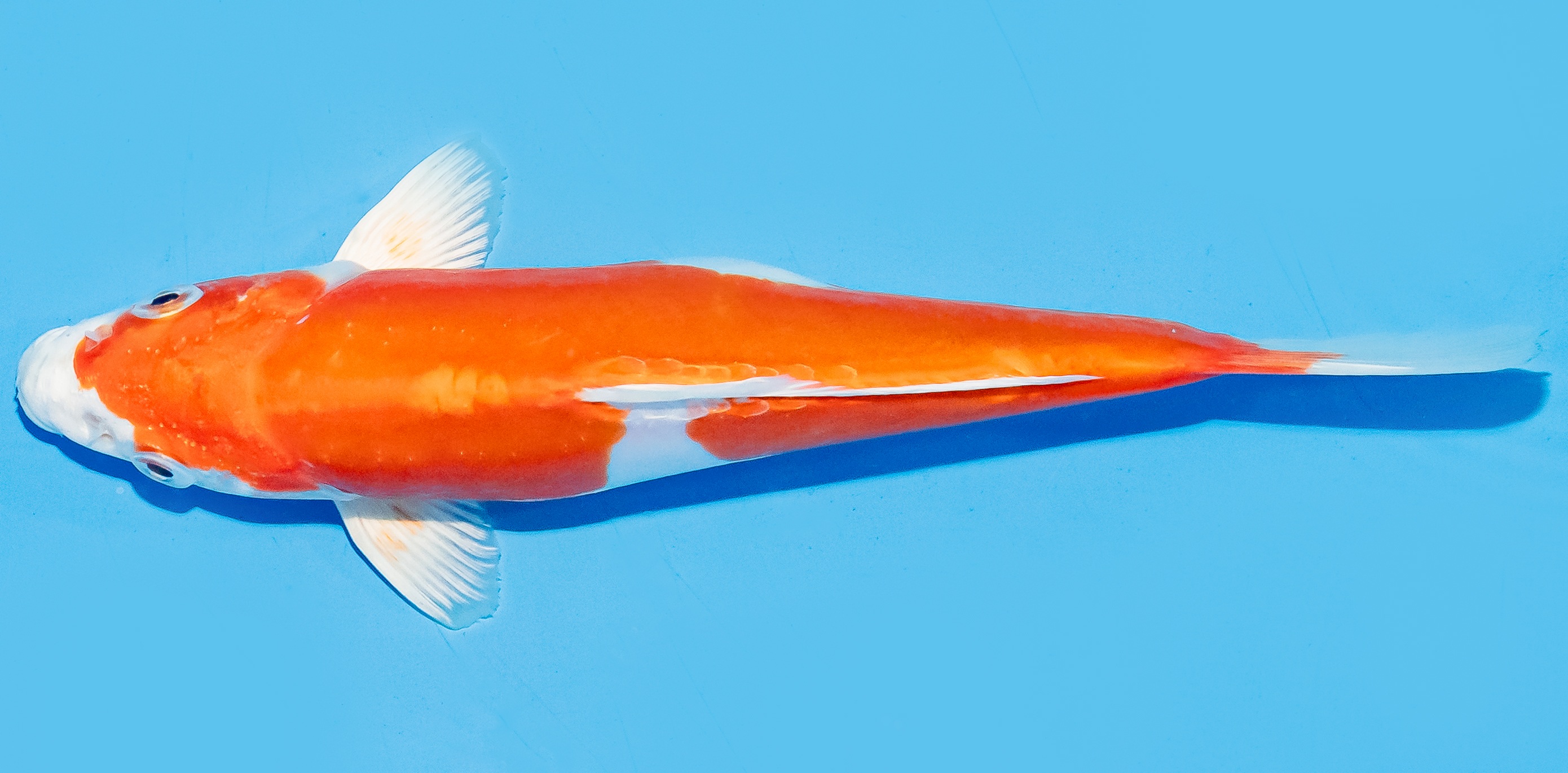 Koi 17-20cm Nr. 6582