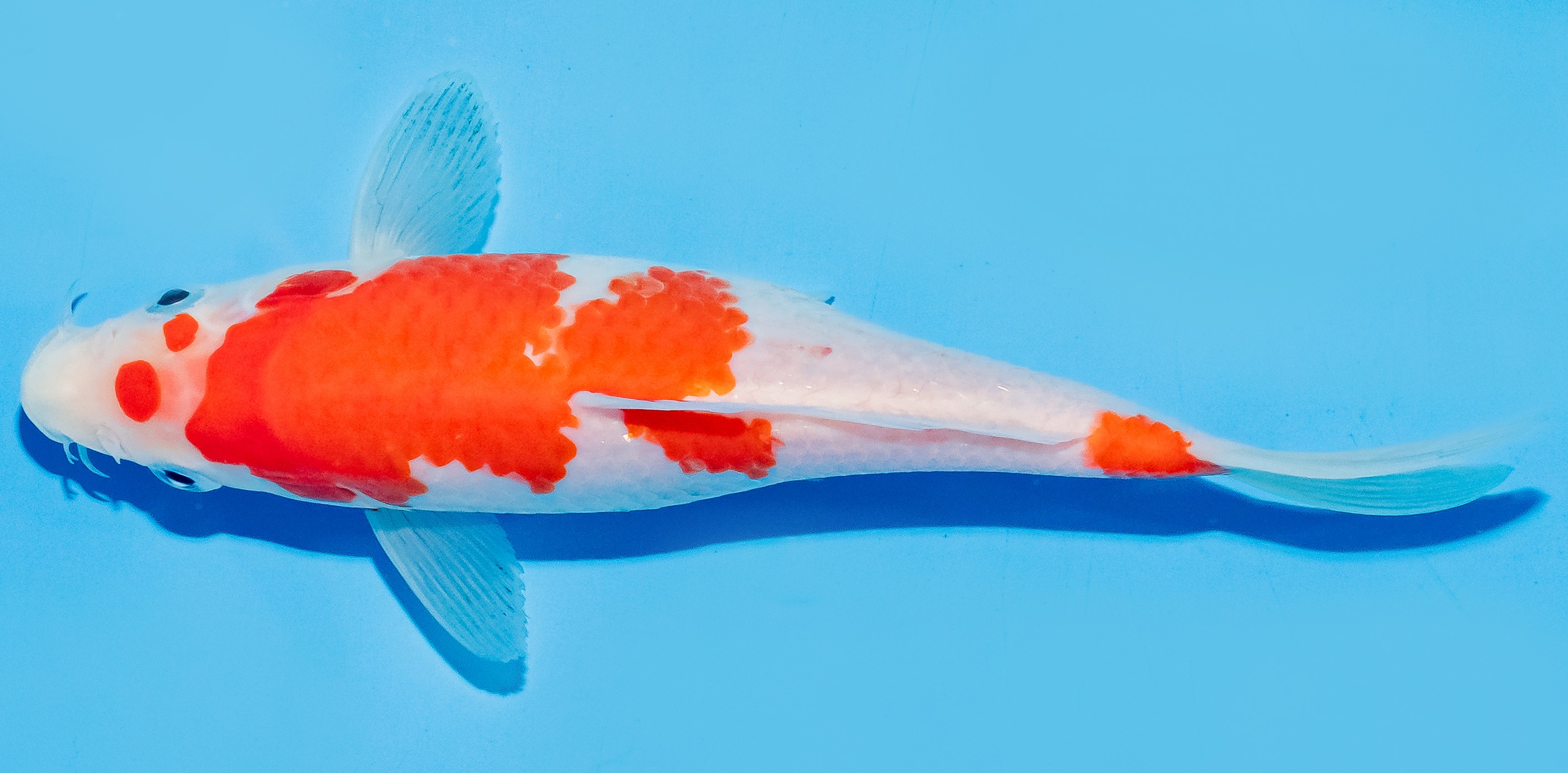 Koi 17-20cm Nr. 6577