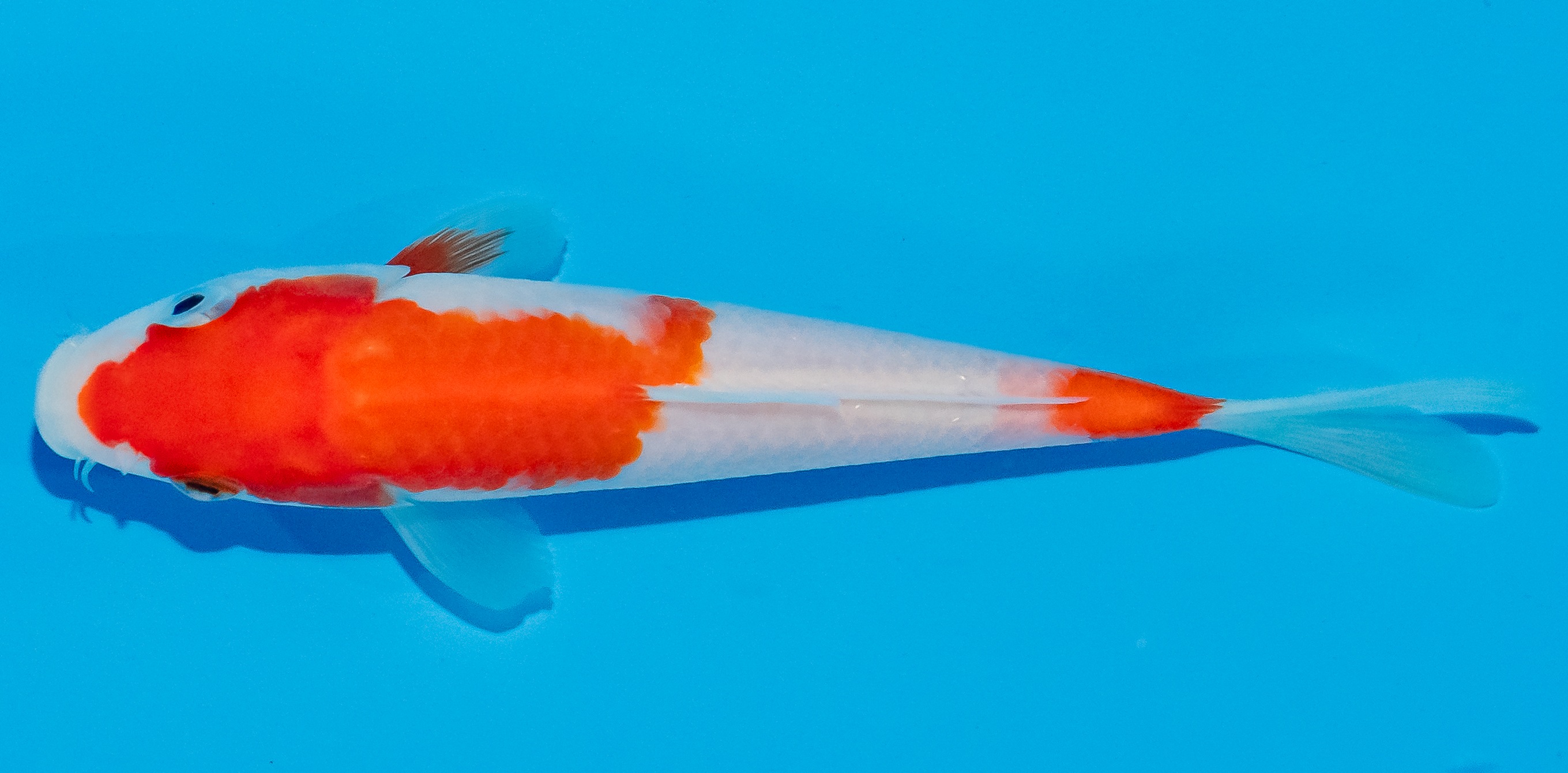 Koi 14-17cm Nr. 3631