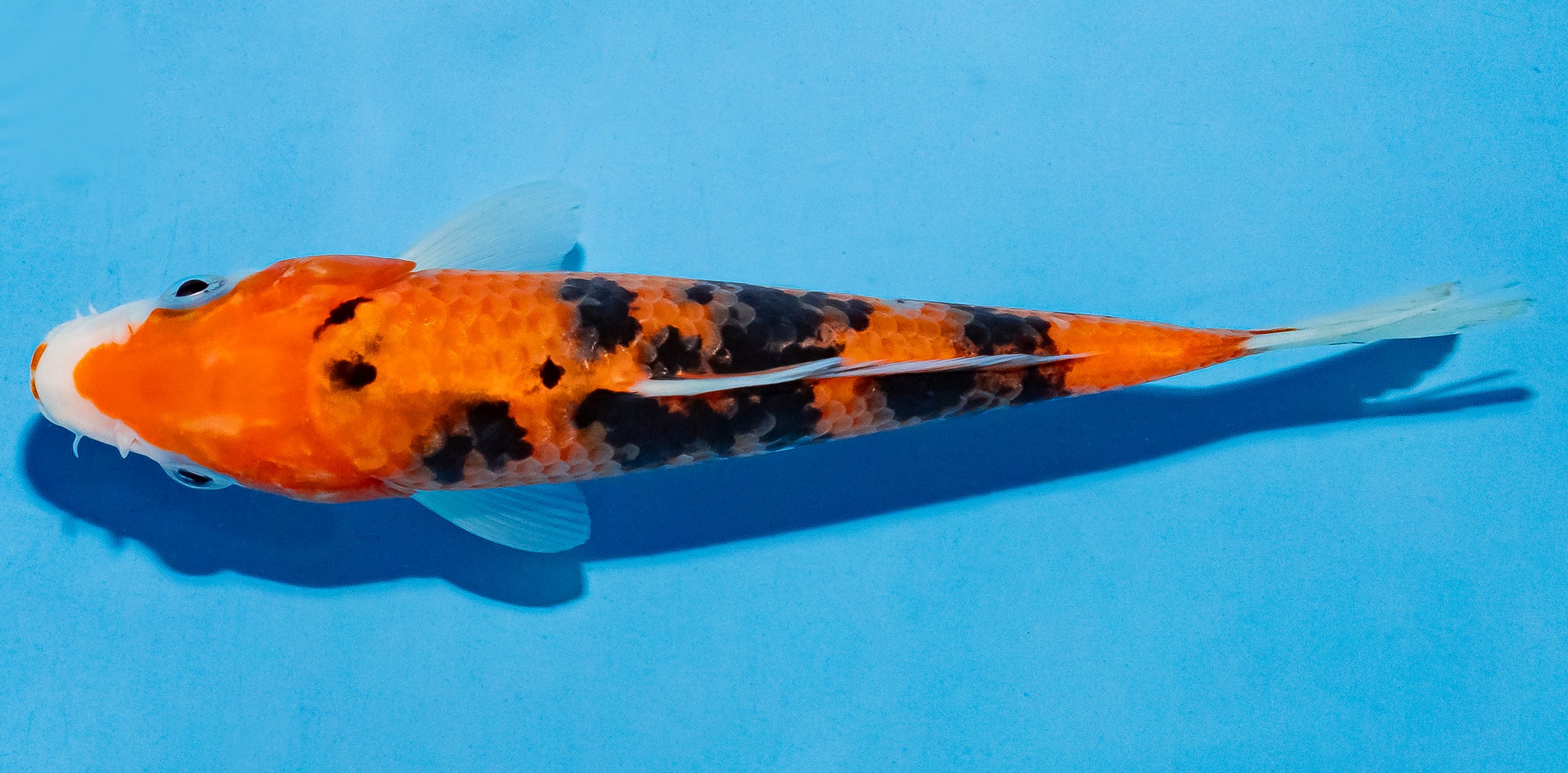 Koi 14-17cm Nr. 4723