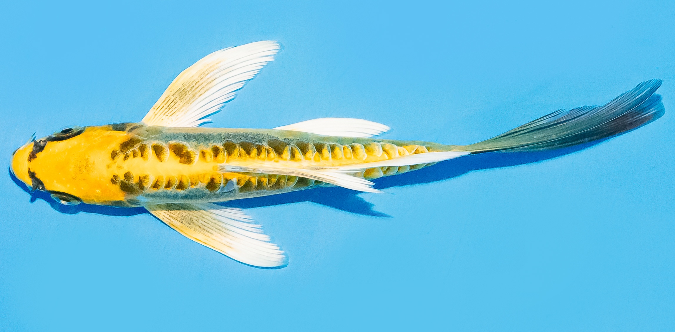 Butterfly Koi 14-17cm Nr. 8205