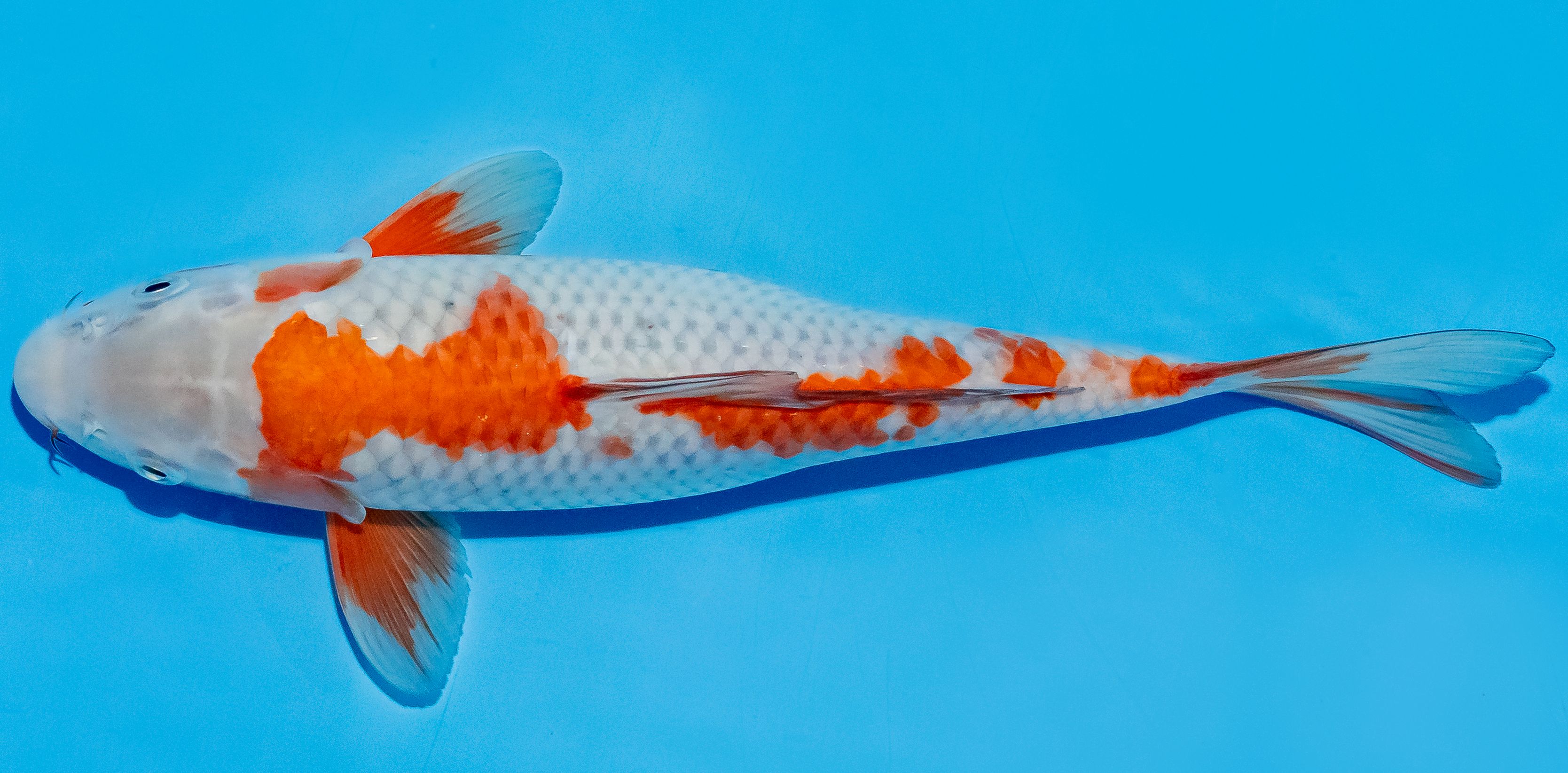 Koi 25-30cm Nr. 6269