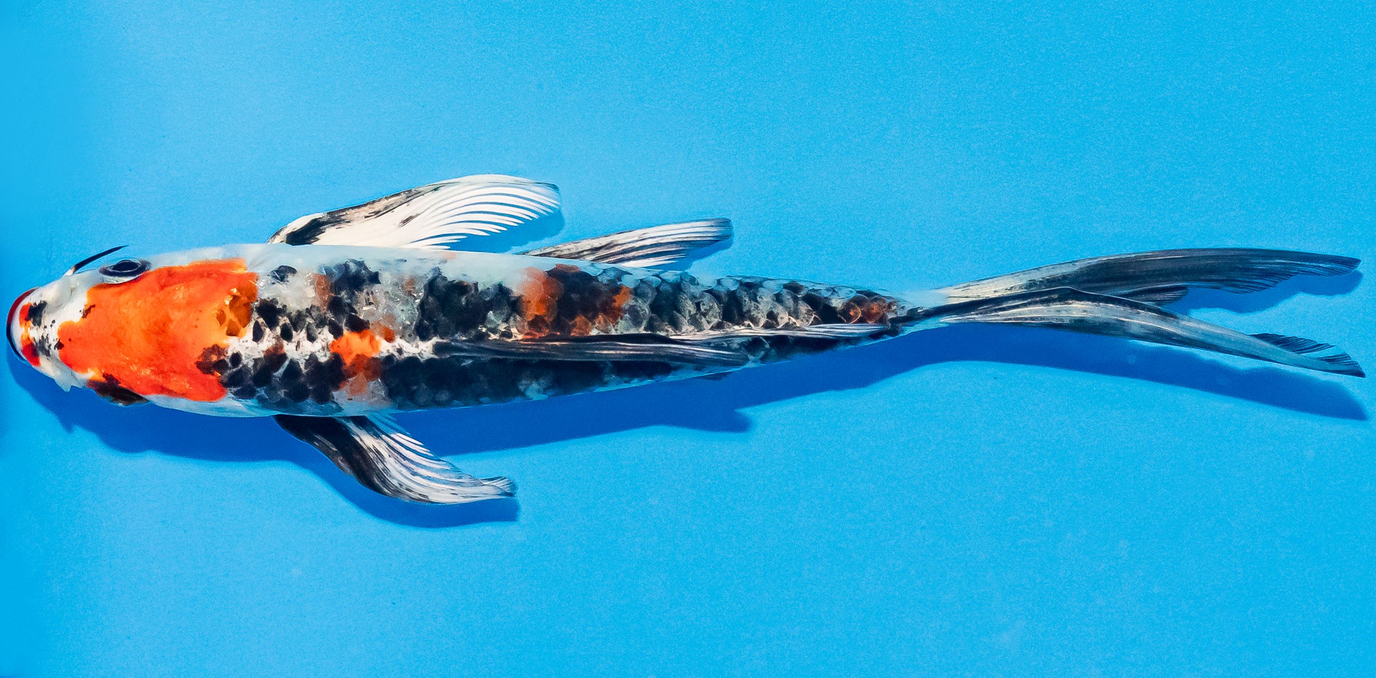 Butterfly Koi 14-17cm Nr. 2574