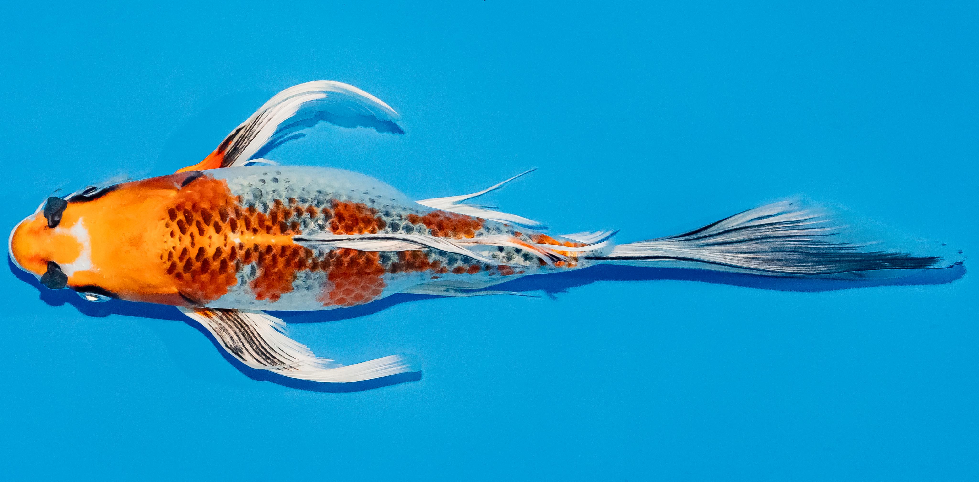 Butterfly Koi 25-30cm Nr. 2312