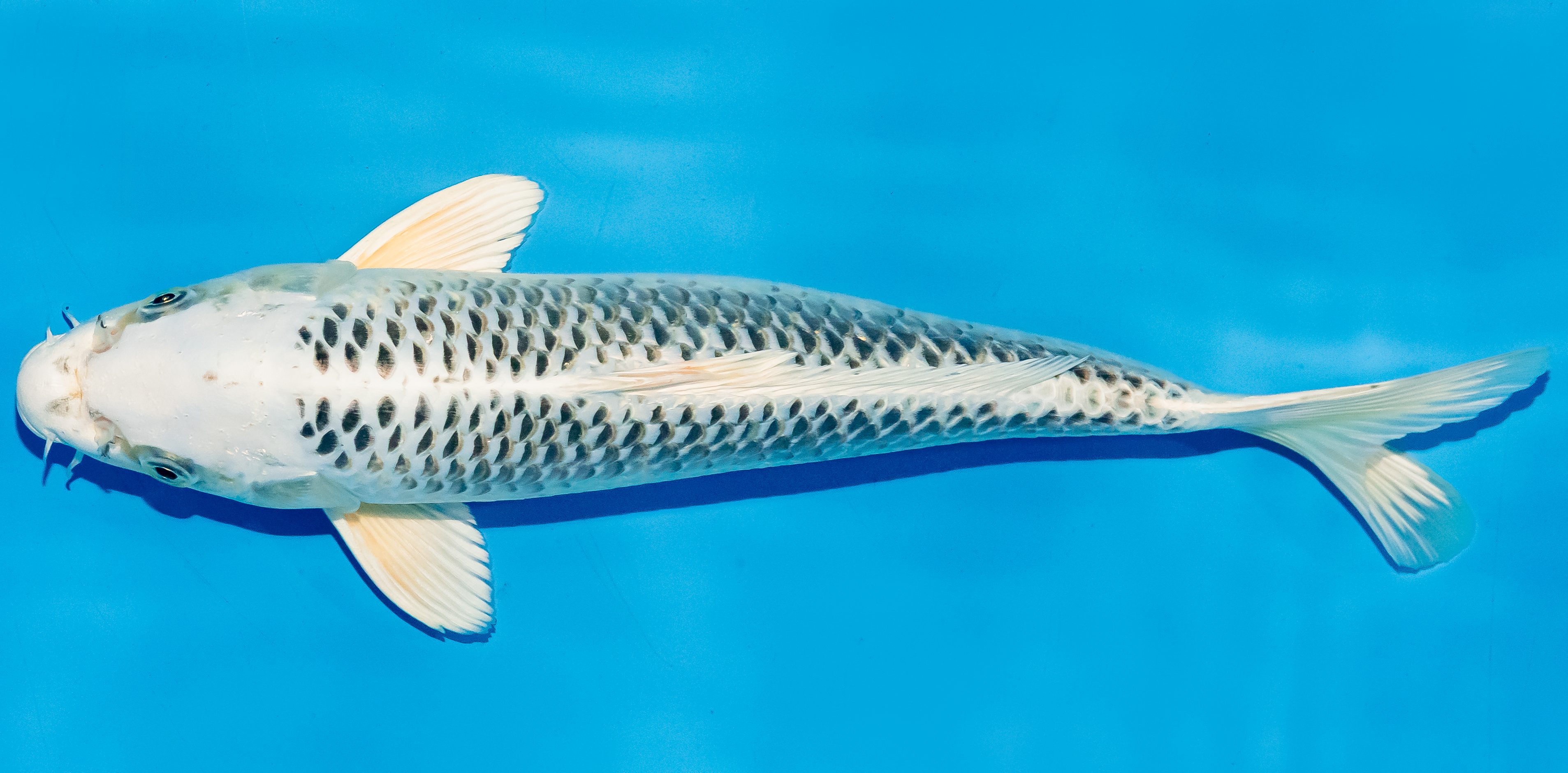 Koi 30-35cm Nr. 6352