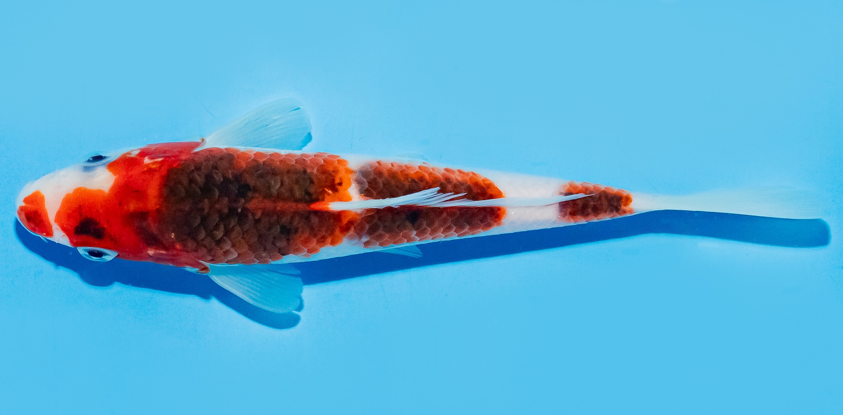 Koi 17-20cm Nr. 7798