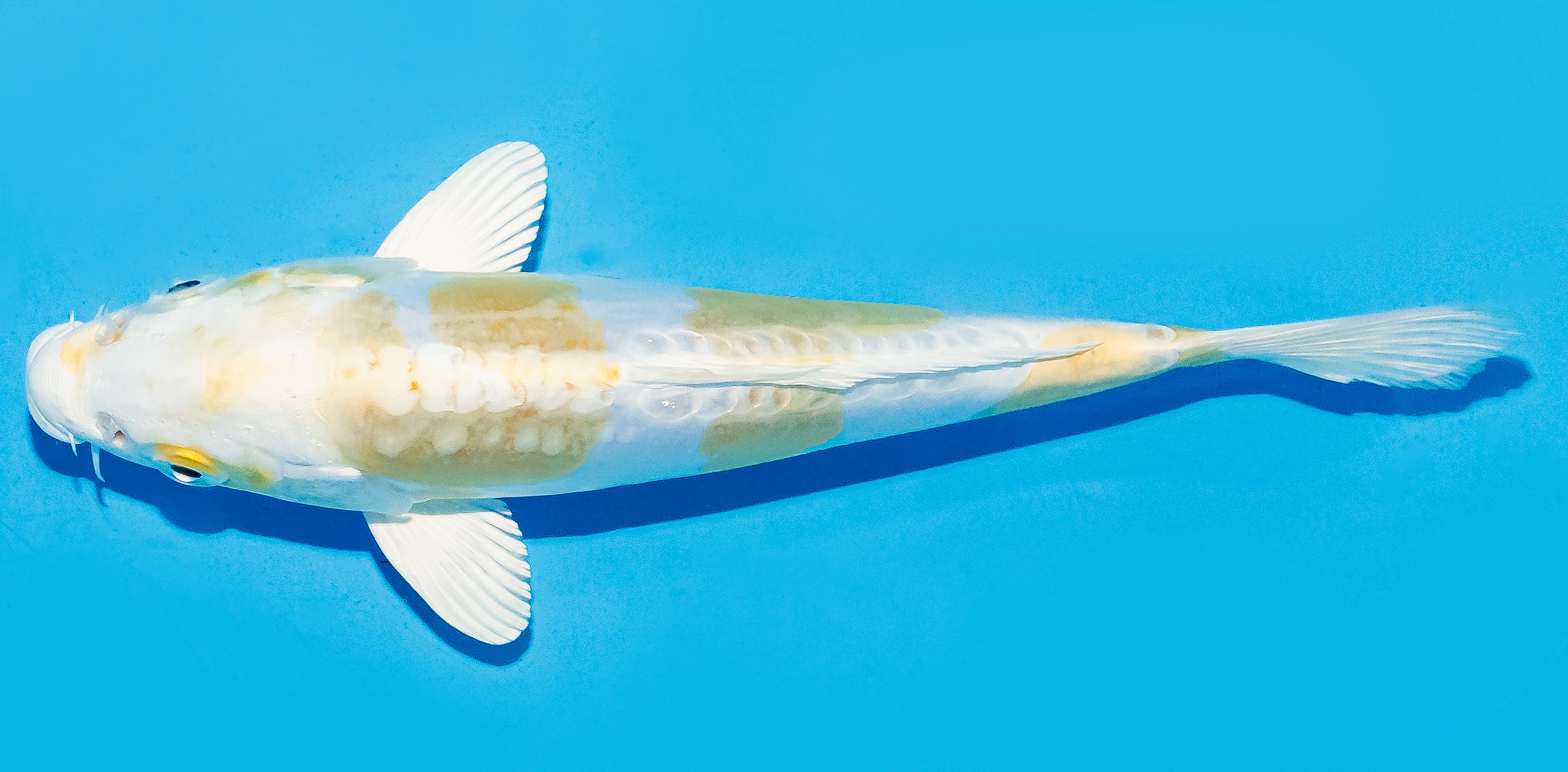 Koi 17-20cm Nr. 8797