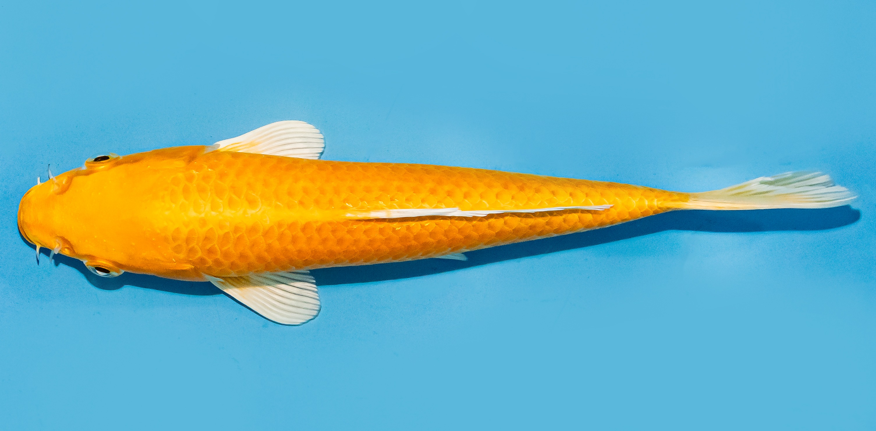 Koi 20-25cm Nr. 8431