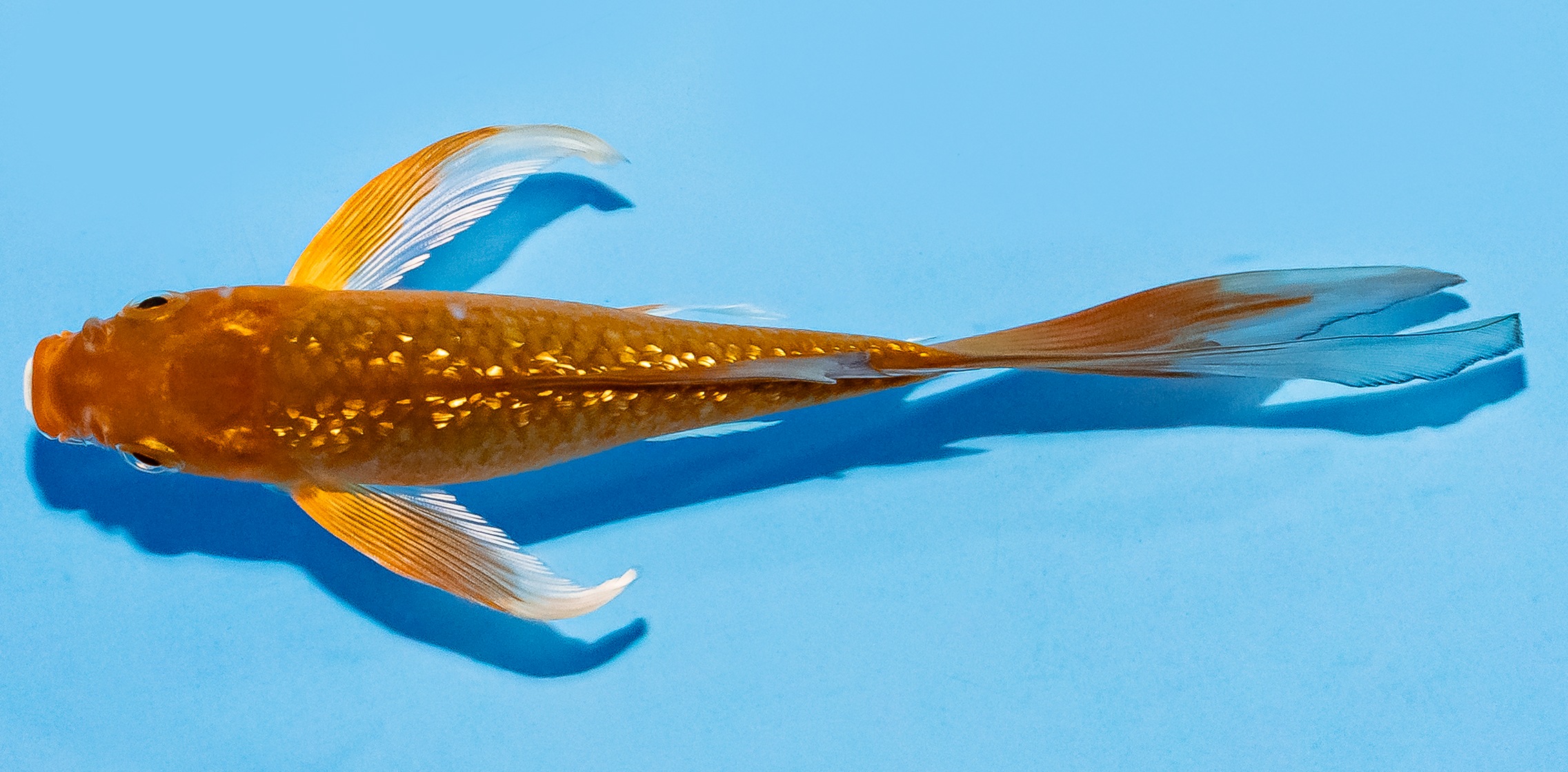 Butterfly Koi 14-17cm Nr. 8223