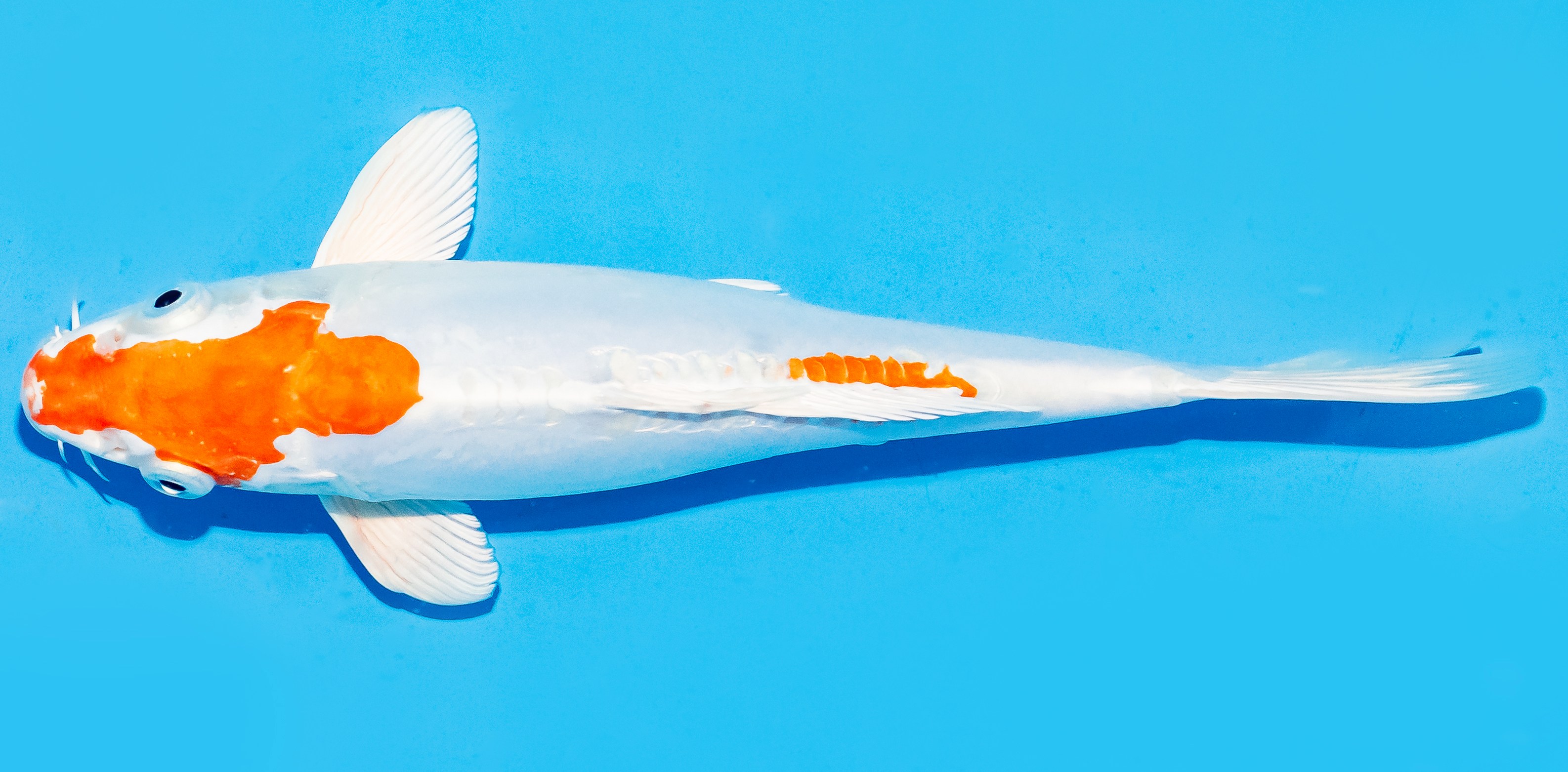 Koi 20-25cm Nr. 6657