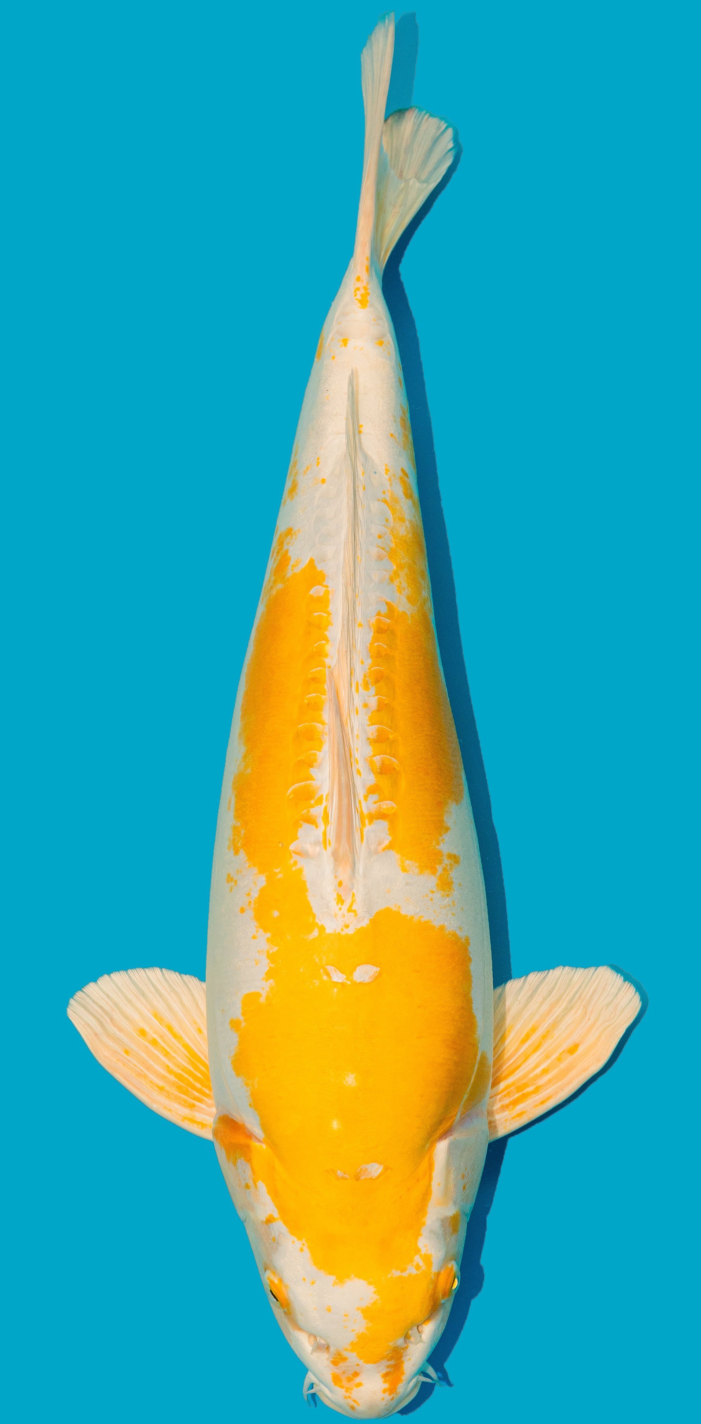 Doitsu Hariwake ca. 58cm Nr. 4840