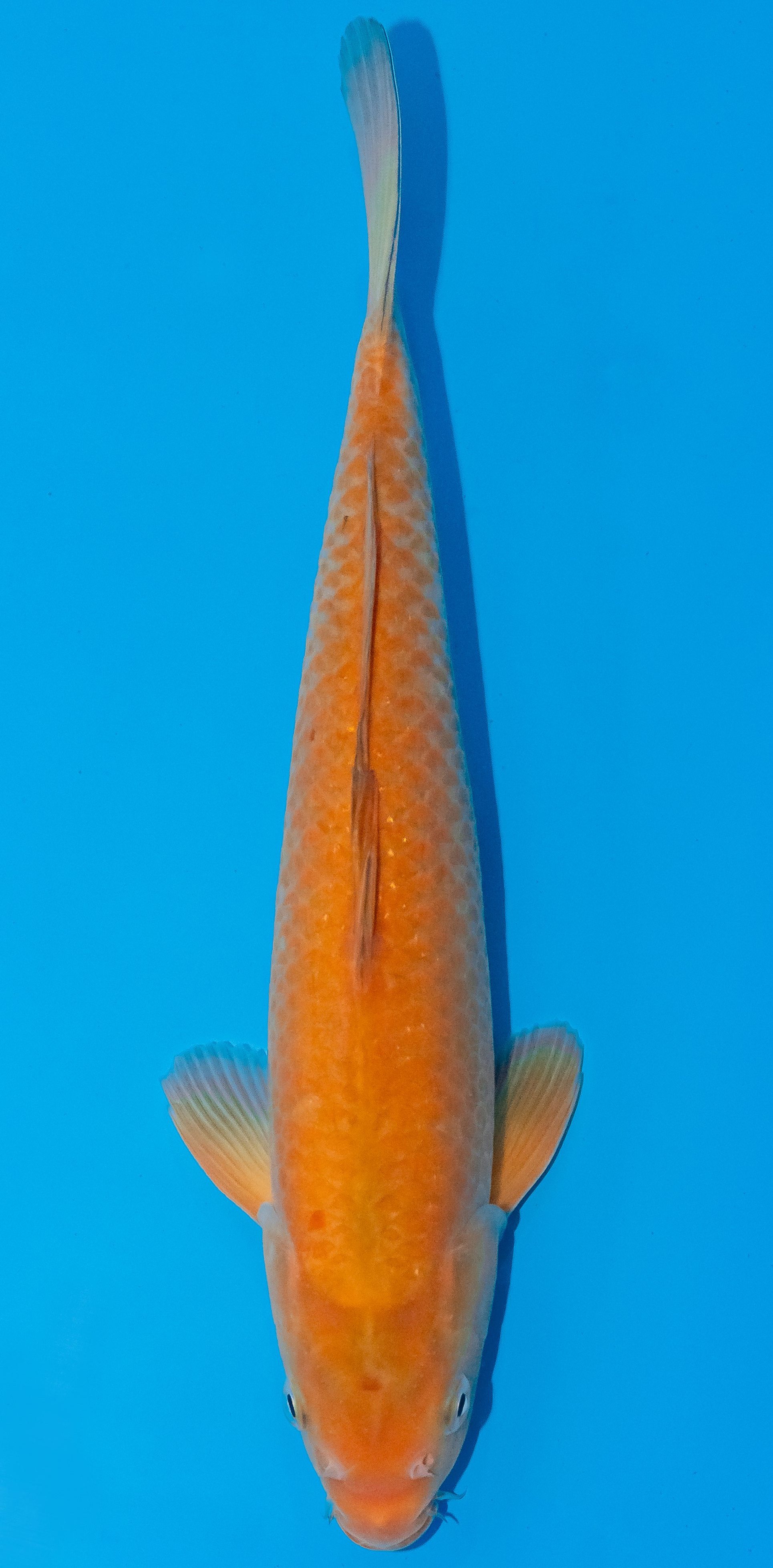 Koi 30-35cm Nr. 1043