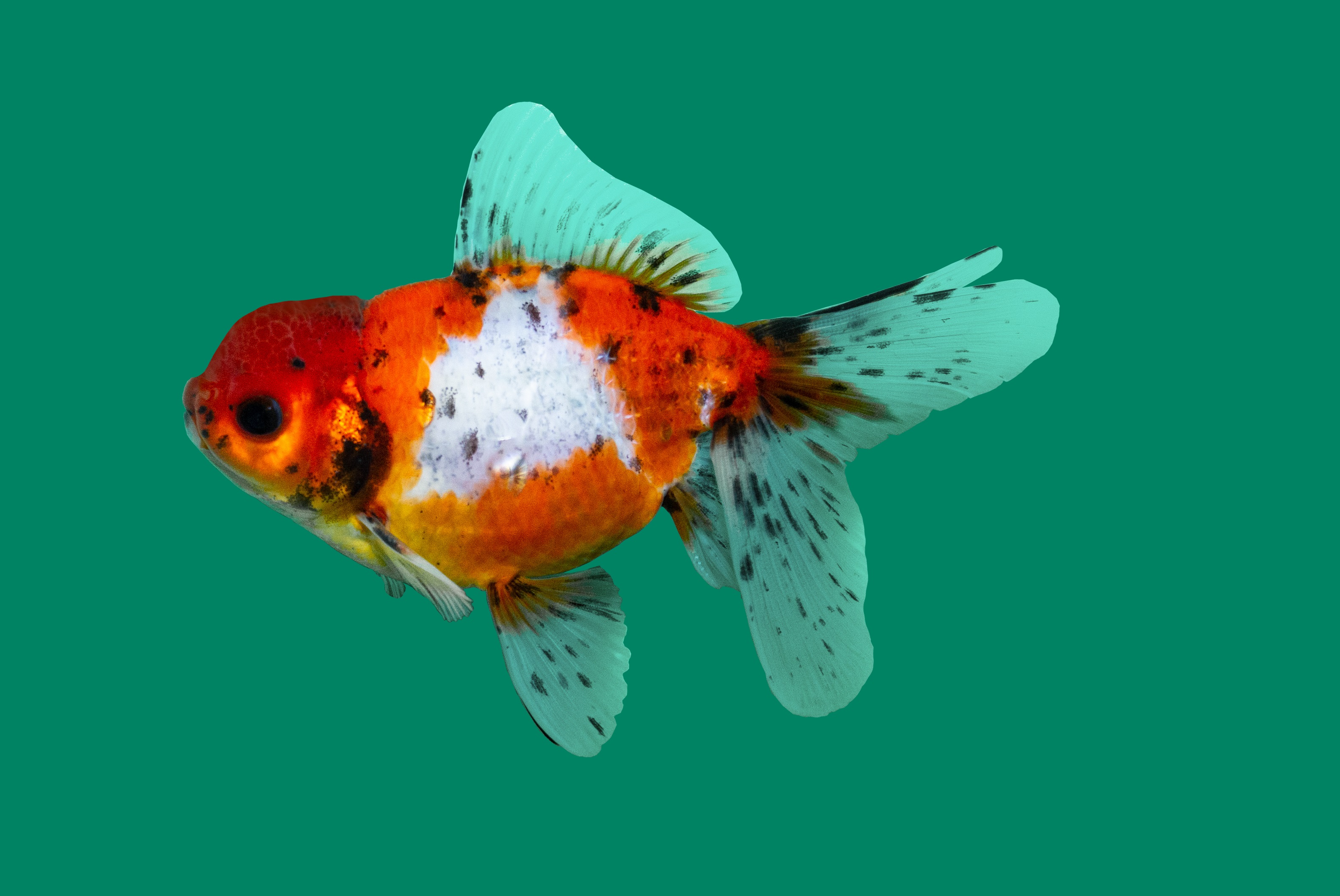 Schleierschwanz Oranda Calico