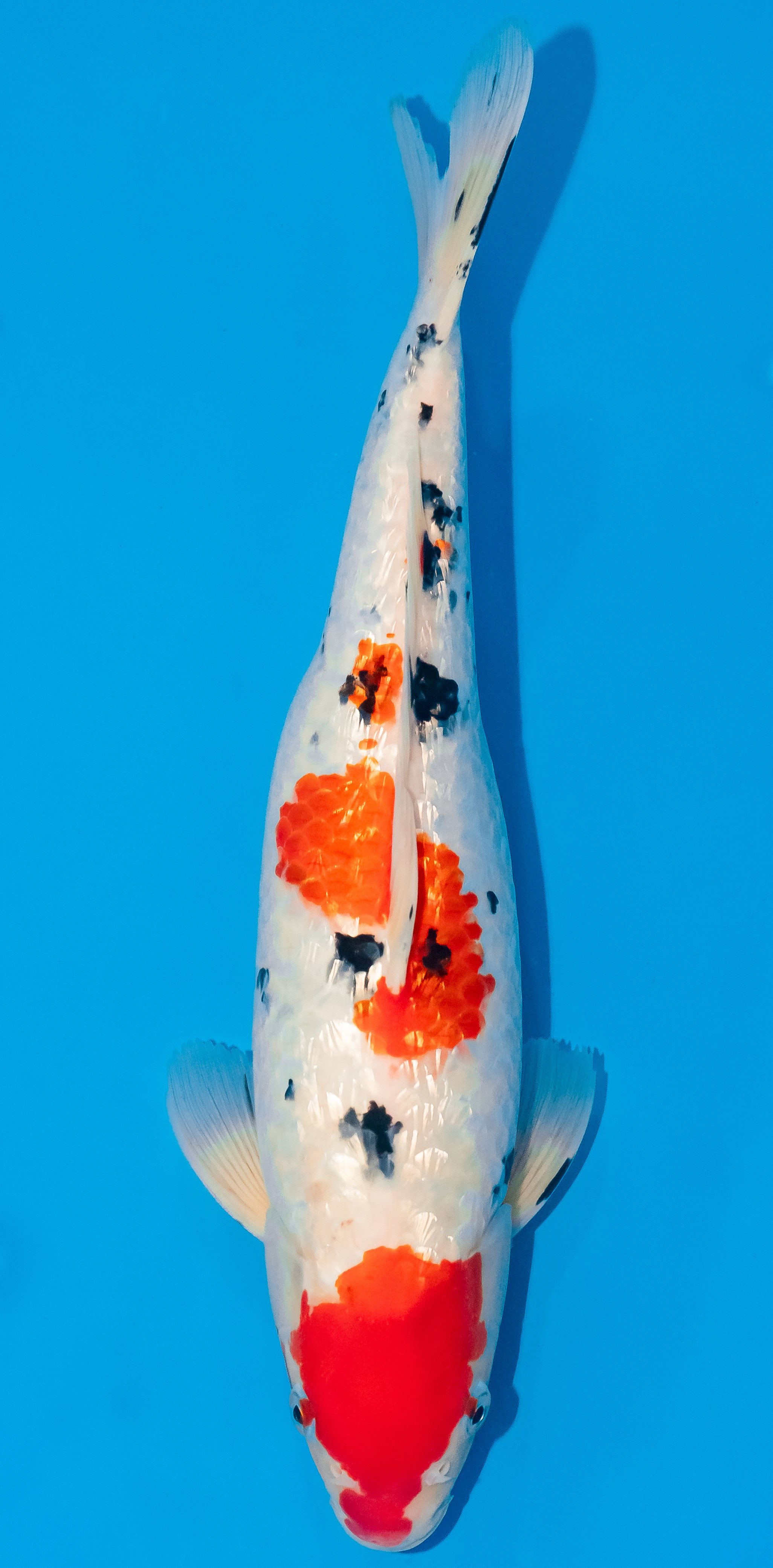 Koi 35-40cm Nr. 1143