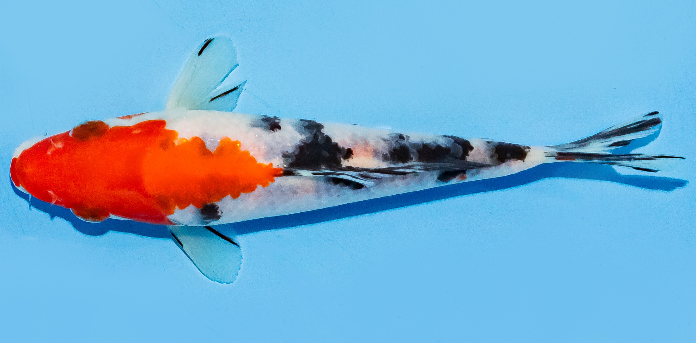 Koi 17-20cm Nr. 6599