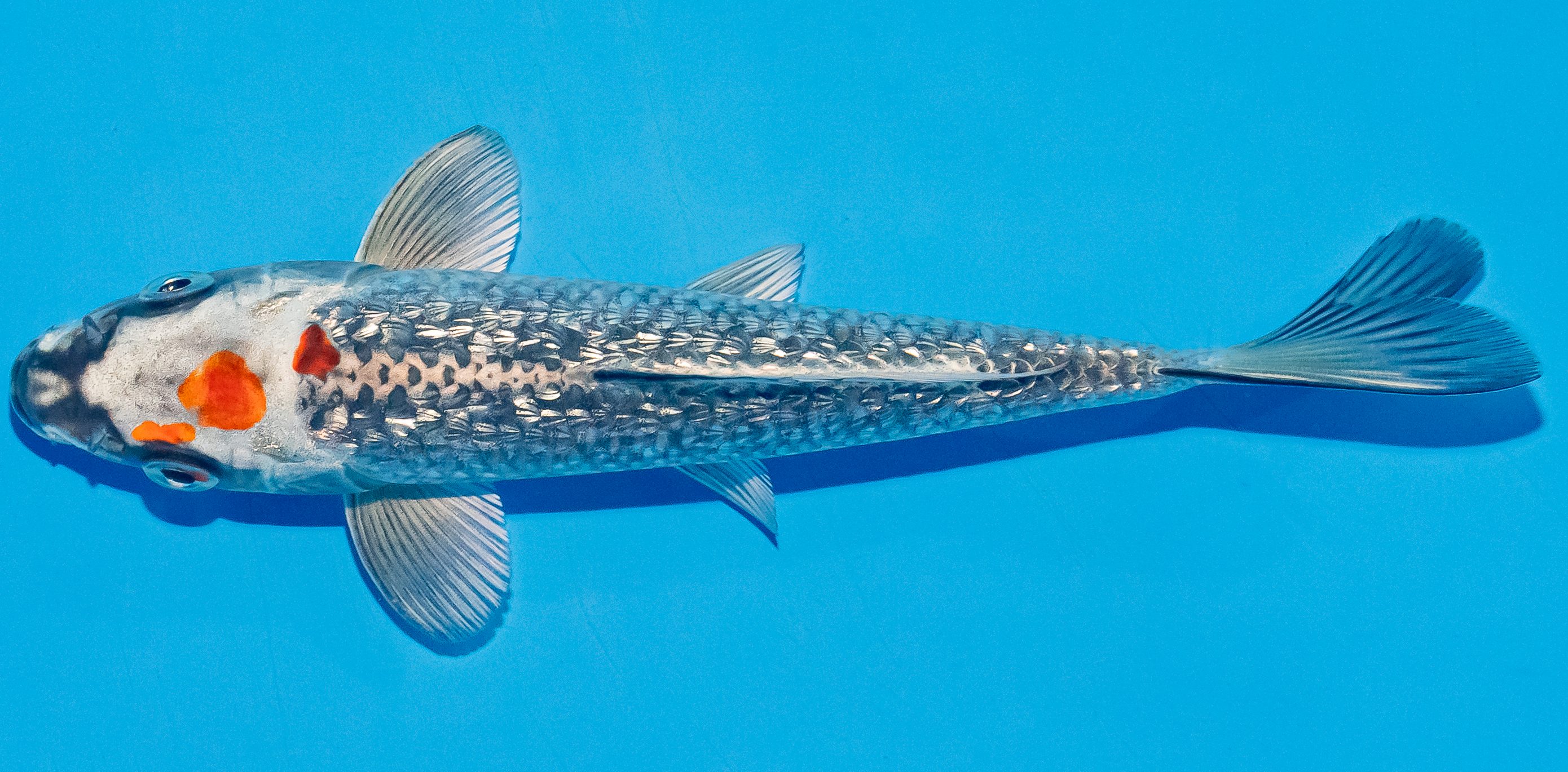 Koi 17-20cm Nr. 4501