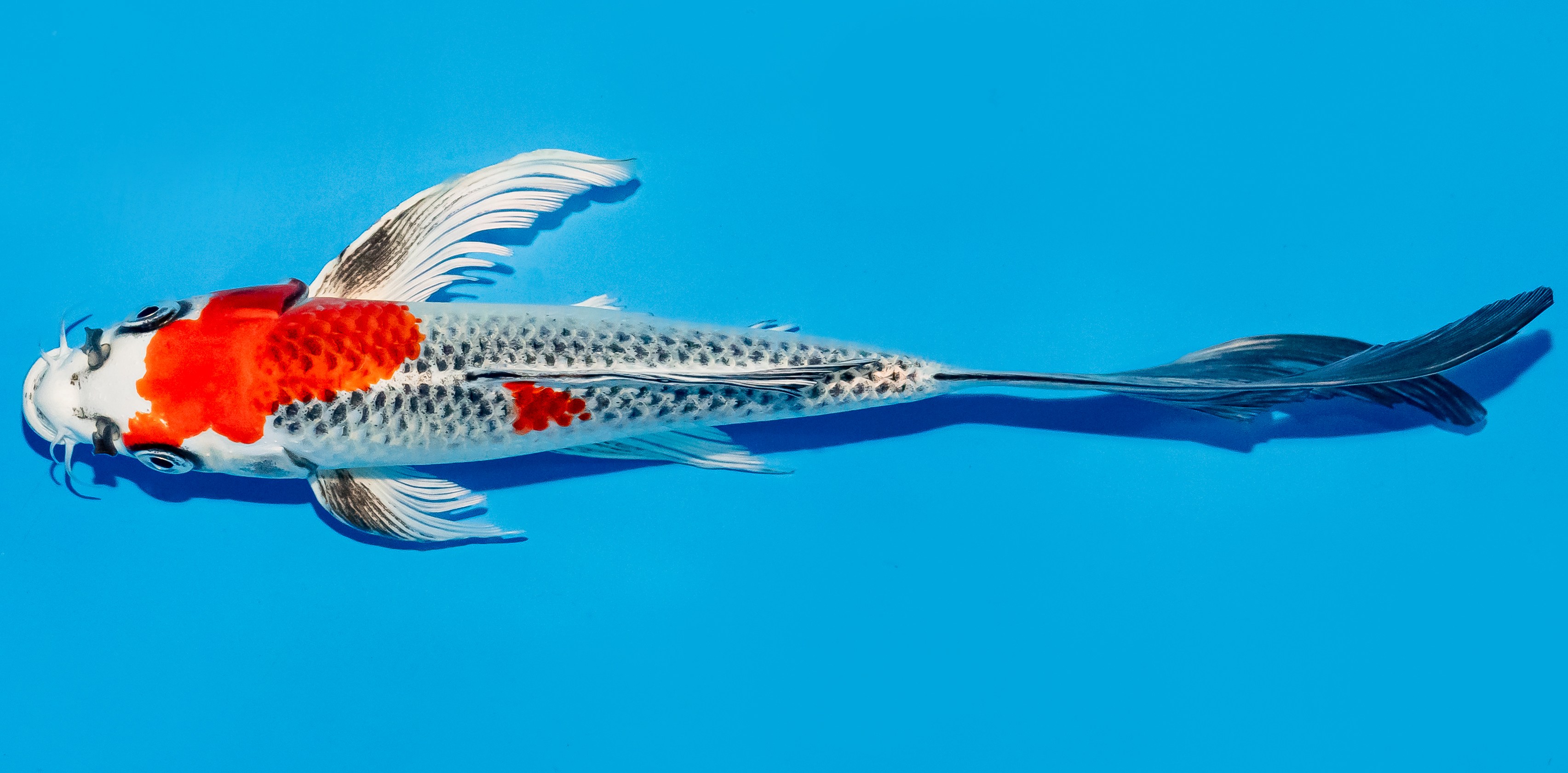 Butterfly Koi 25-30cm Nr. 5649