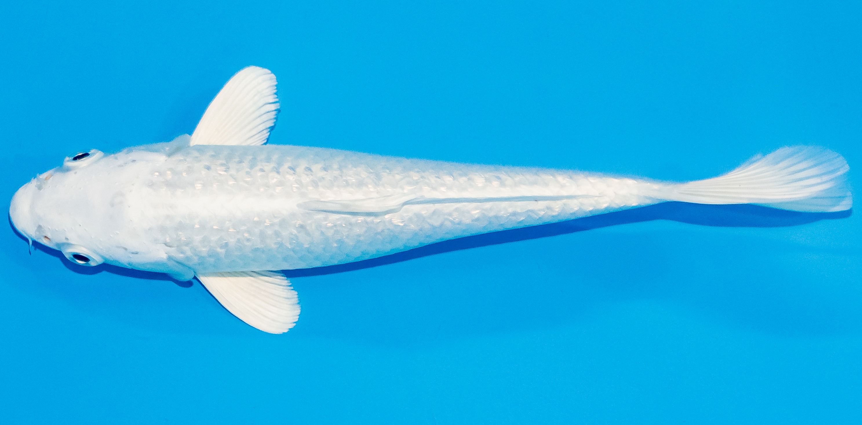 Koi 17-20cm Nr. 3303