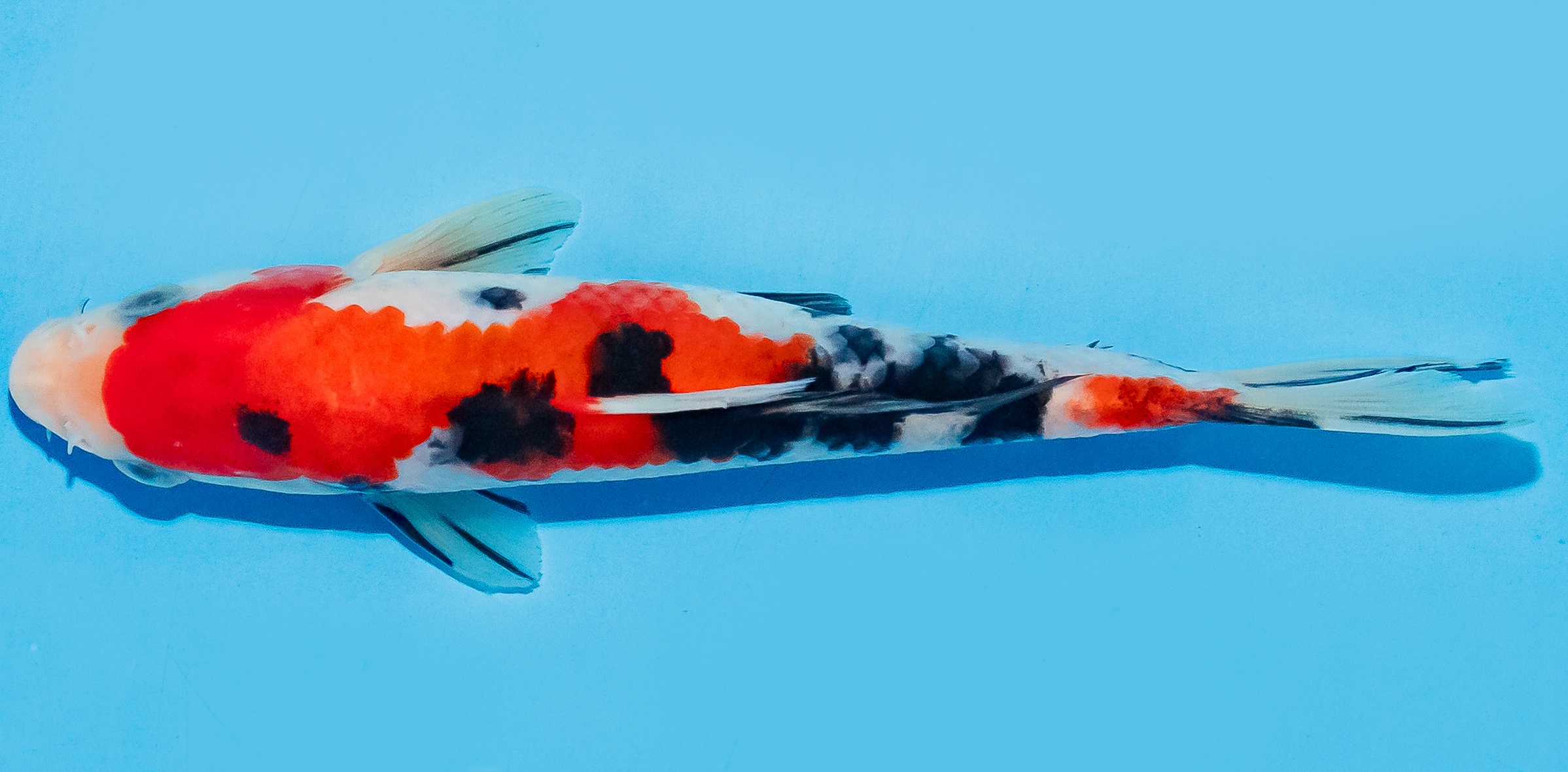 Koi 14-17cm Nr. 8027