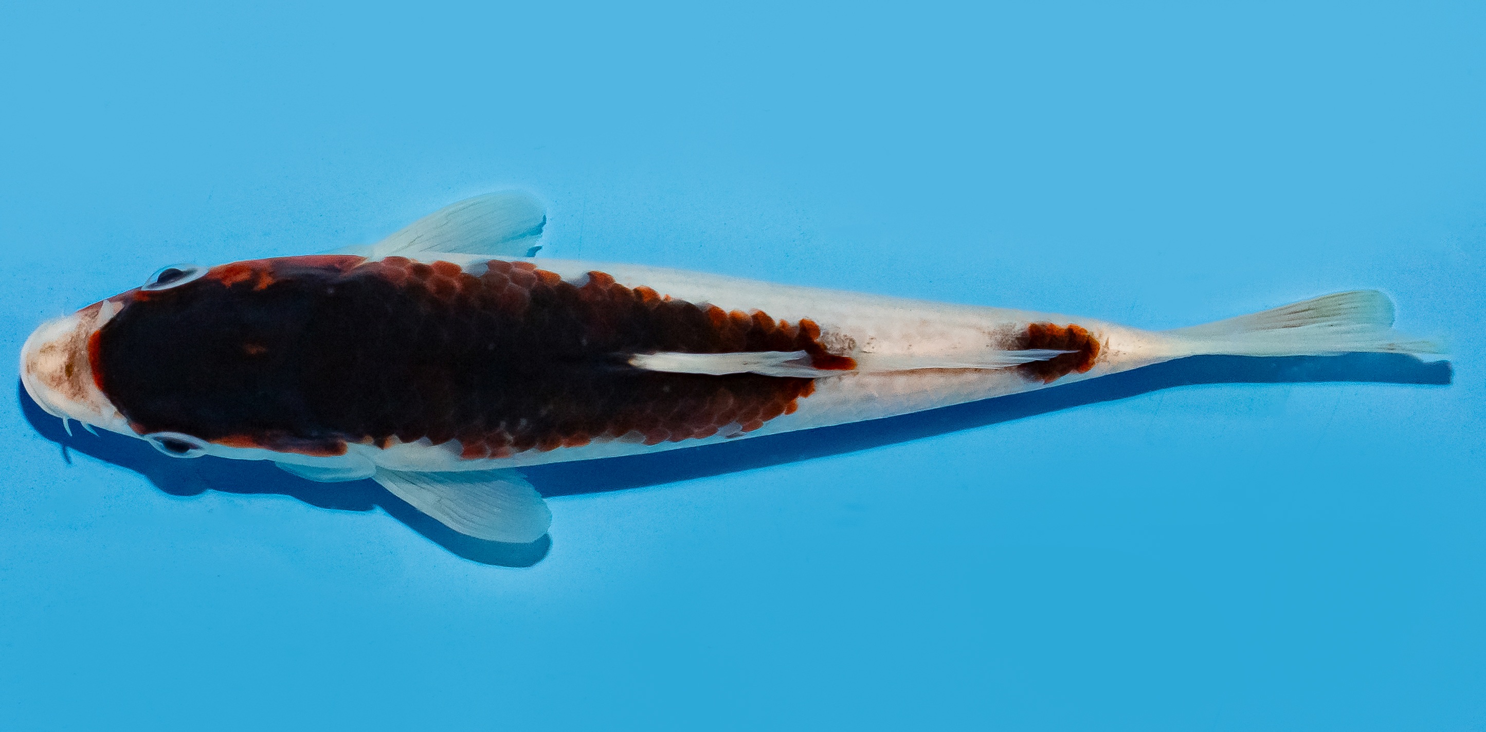 Koi 20-25cm Nr. 8658