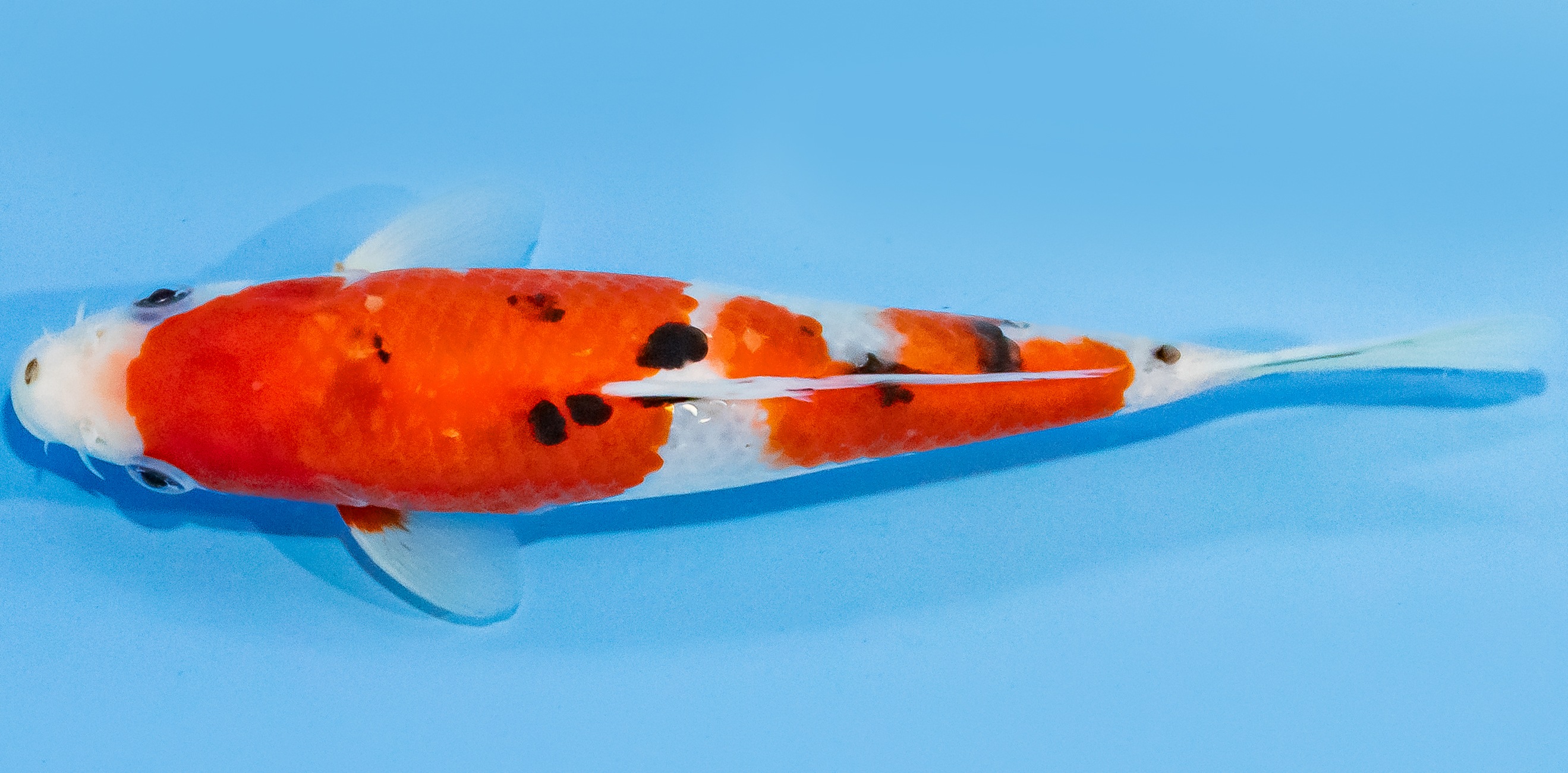 Koi 20-25cm Nr. 1870