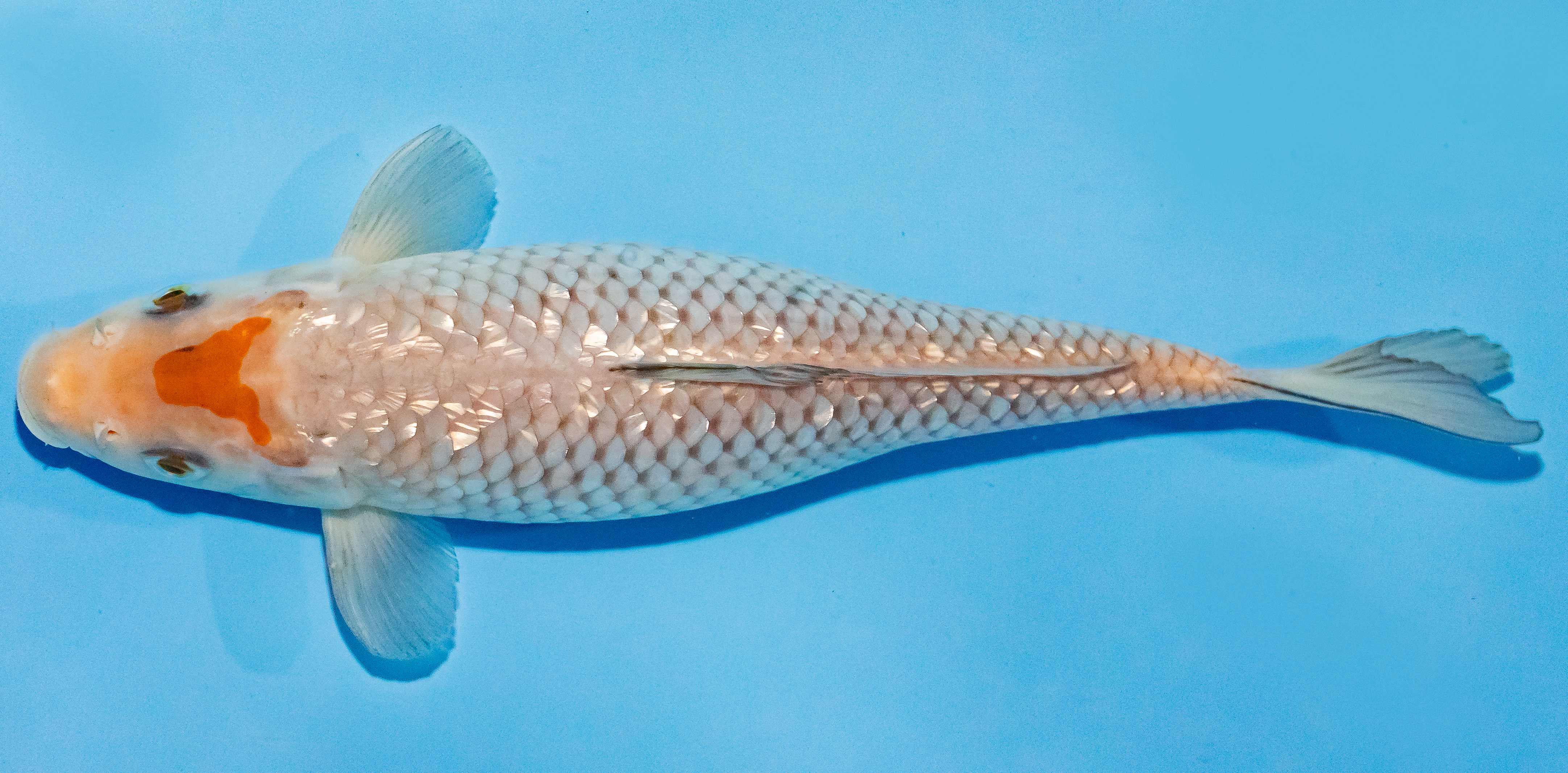 Koi 25-30cm Nr. 1556