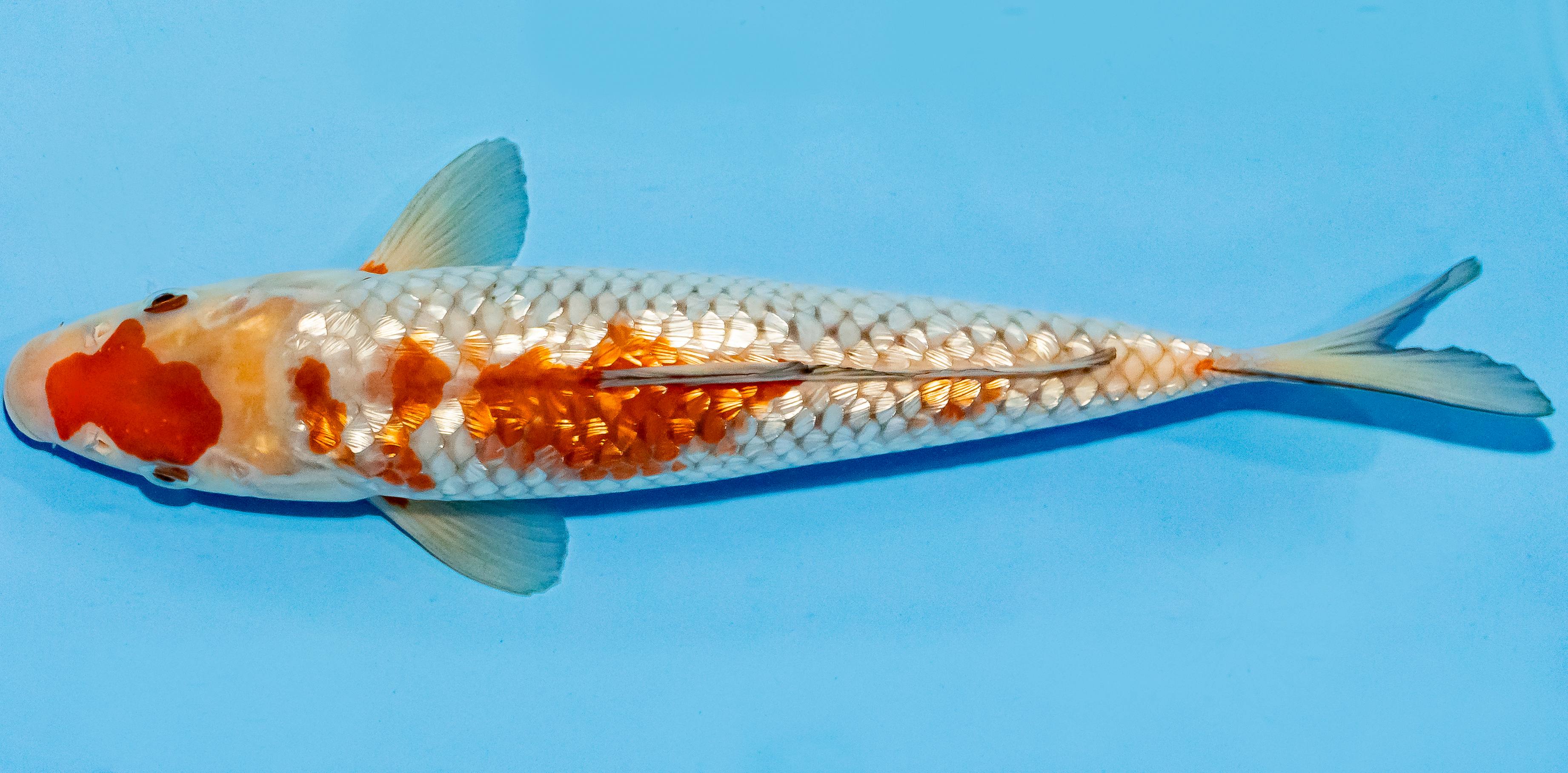 Koi 25-30cm Nr. 4227
