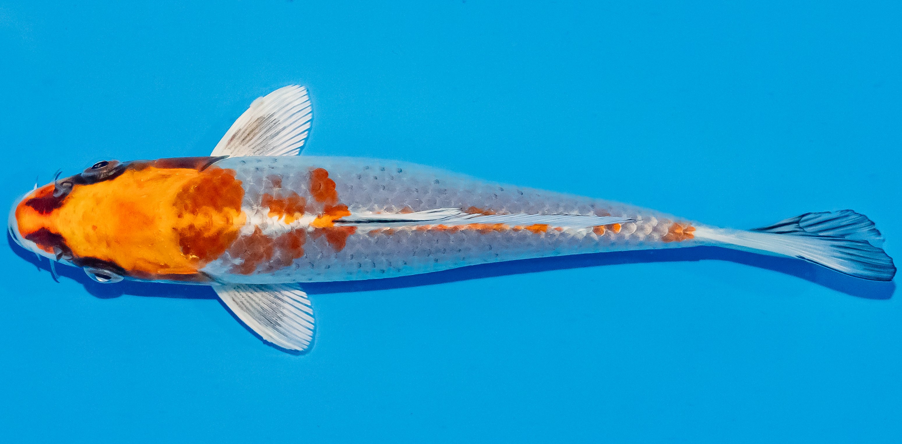 Koi 17-20cm Nr. 2057