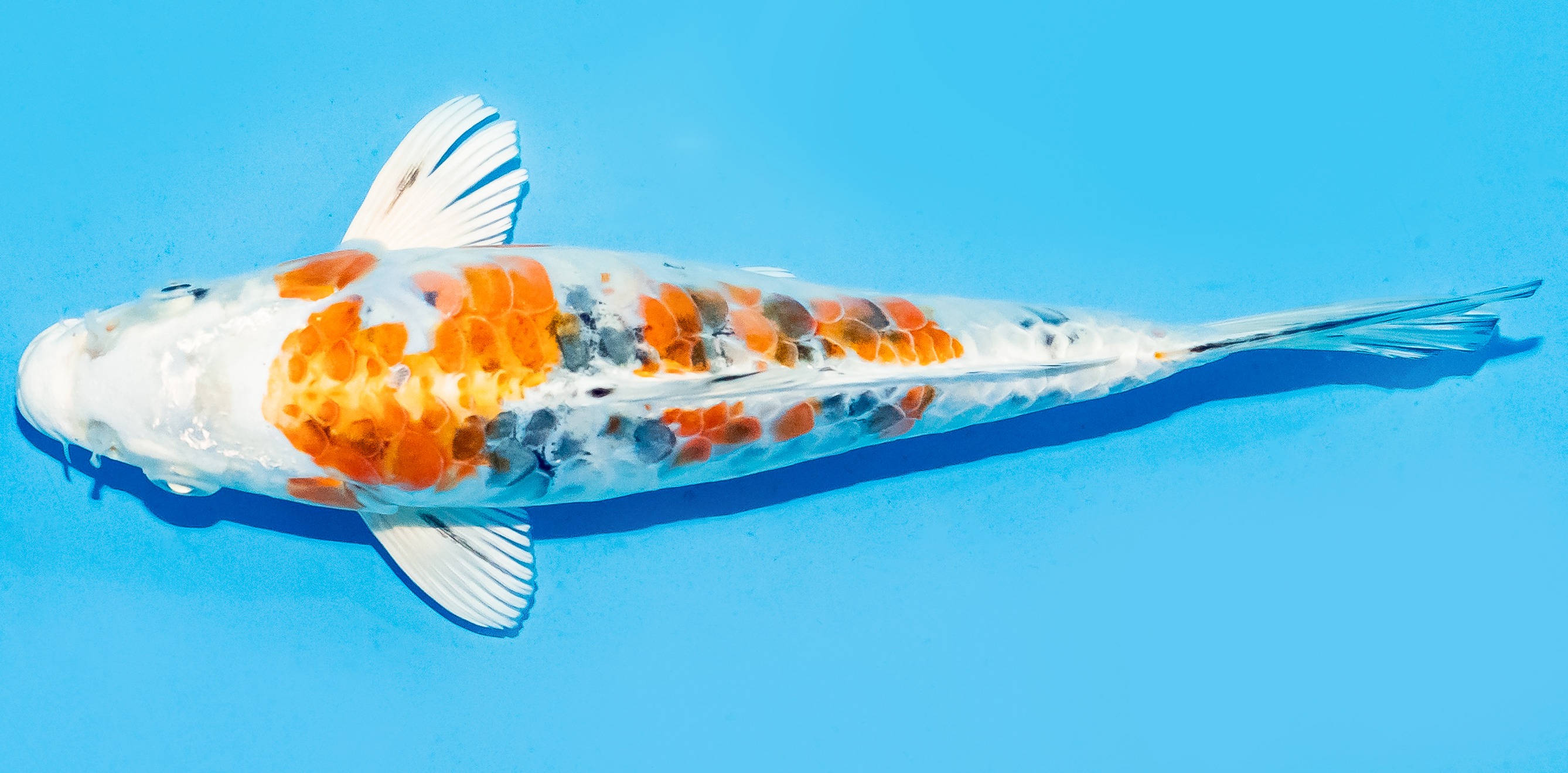 Koi 20-25cm Nr. 6604