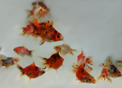 10x Schleierschwanz Calico "frachtfrei"